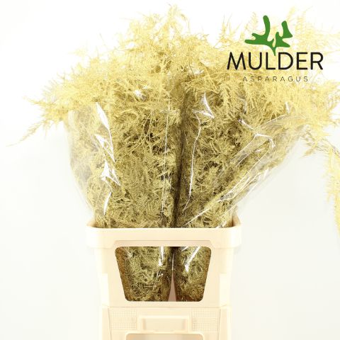 Аспарагус Овериг Крашеный (краш. ) 85, шт.