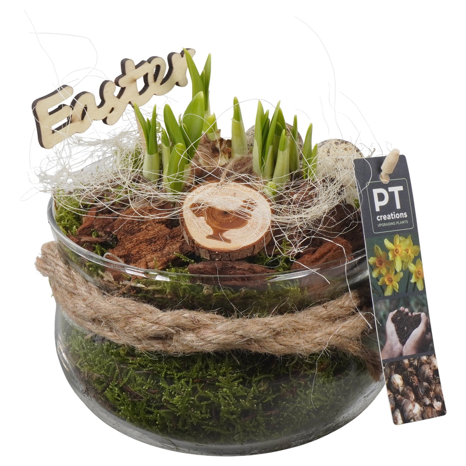 PTNP4528 Arrangement Narcissus Easter in glas schaal, D 16