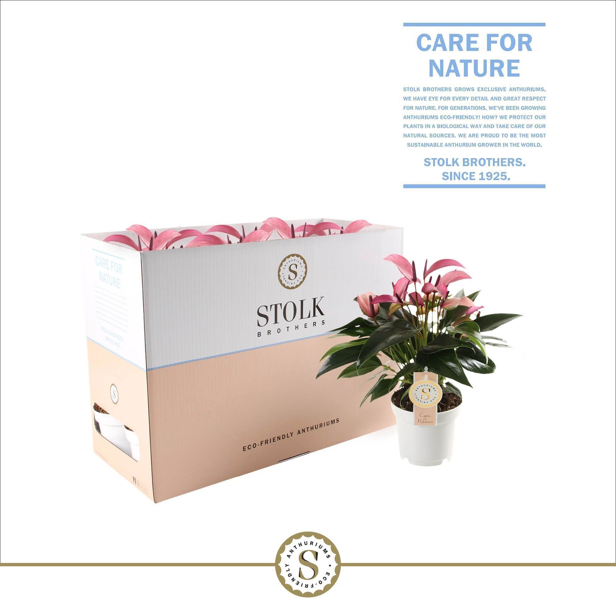 Zizou 12cm in Ecobox, D 12