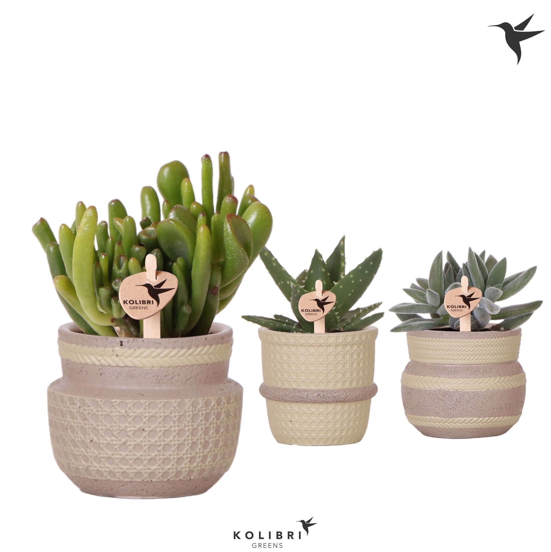 Kolibri Greens Succulenten mix in Ethnic pot khaki mix, D 6