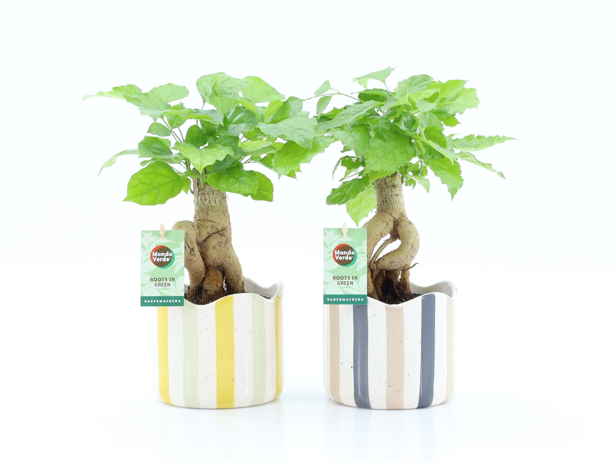 Radermachera Bonsai in Nouveau keramiek, D 13