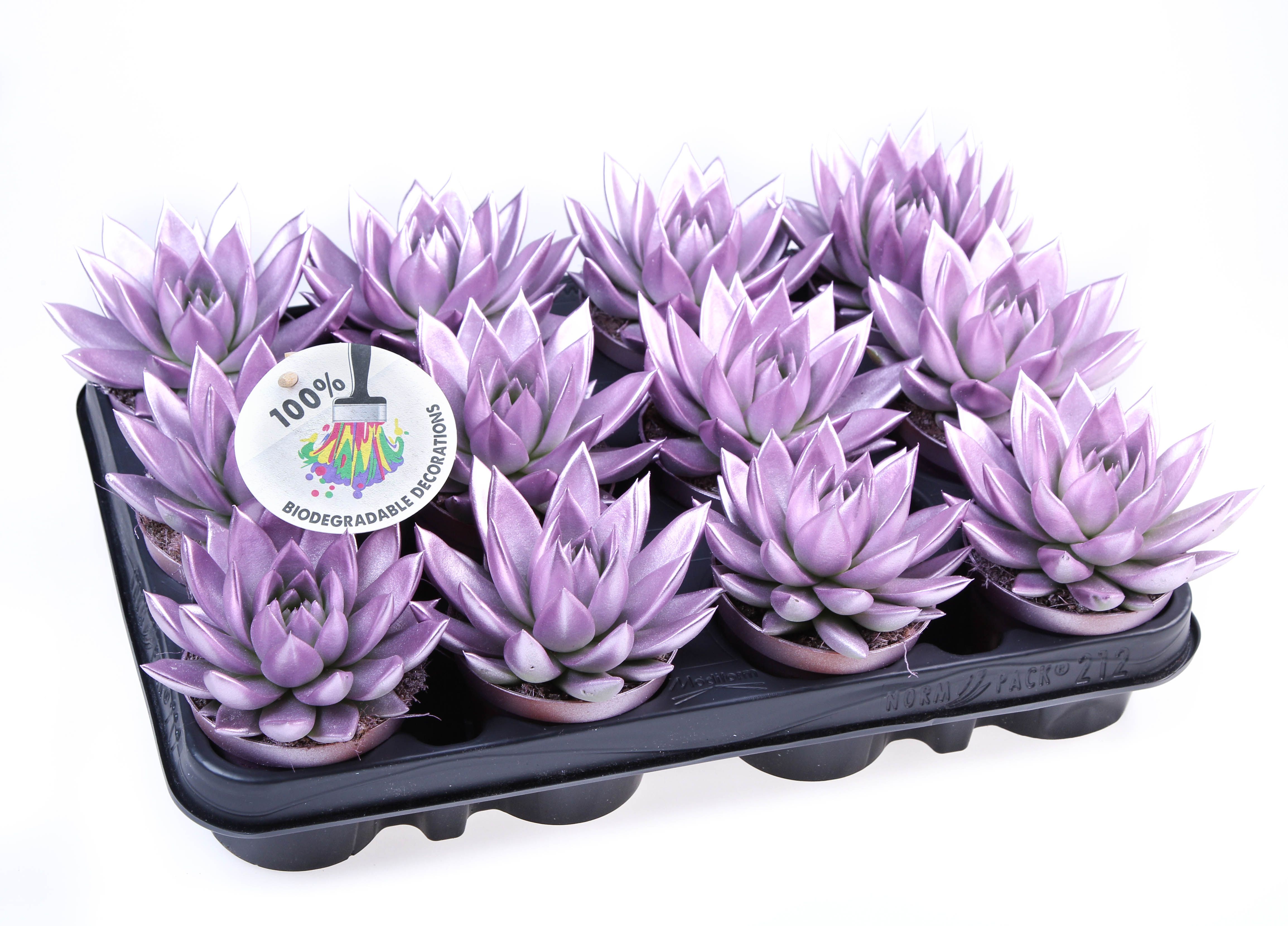 Rainbow Metallic pink, D 8,5