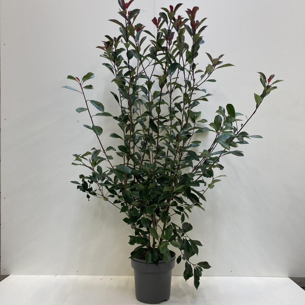 Photinia fraseri 'Red Robin', D 32