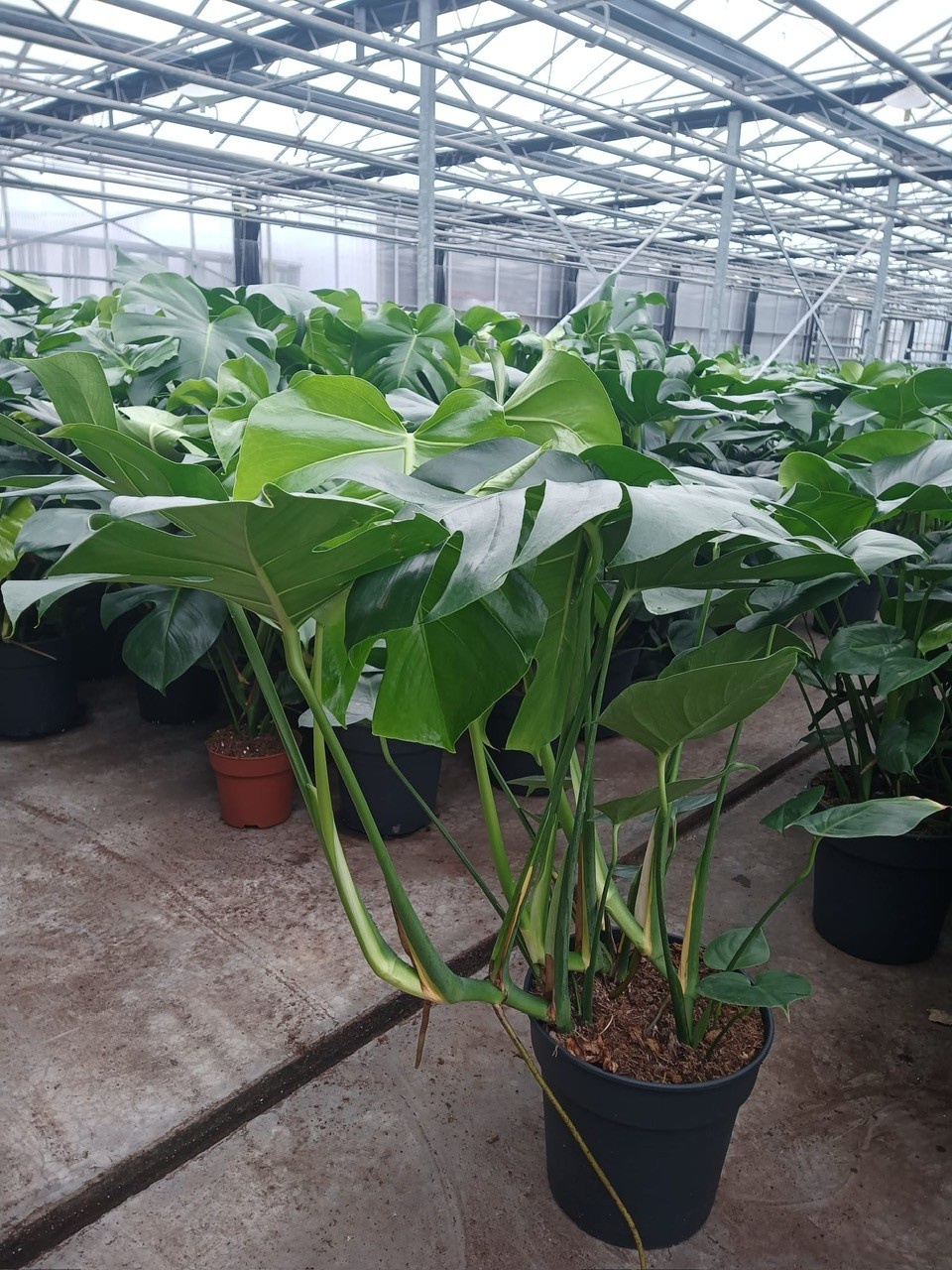 Monstera Deliciosa P24, D 24
