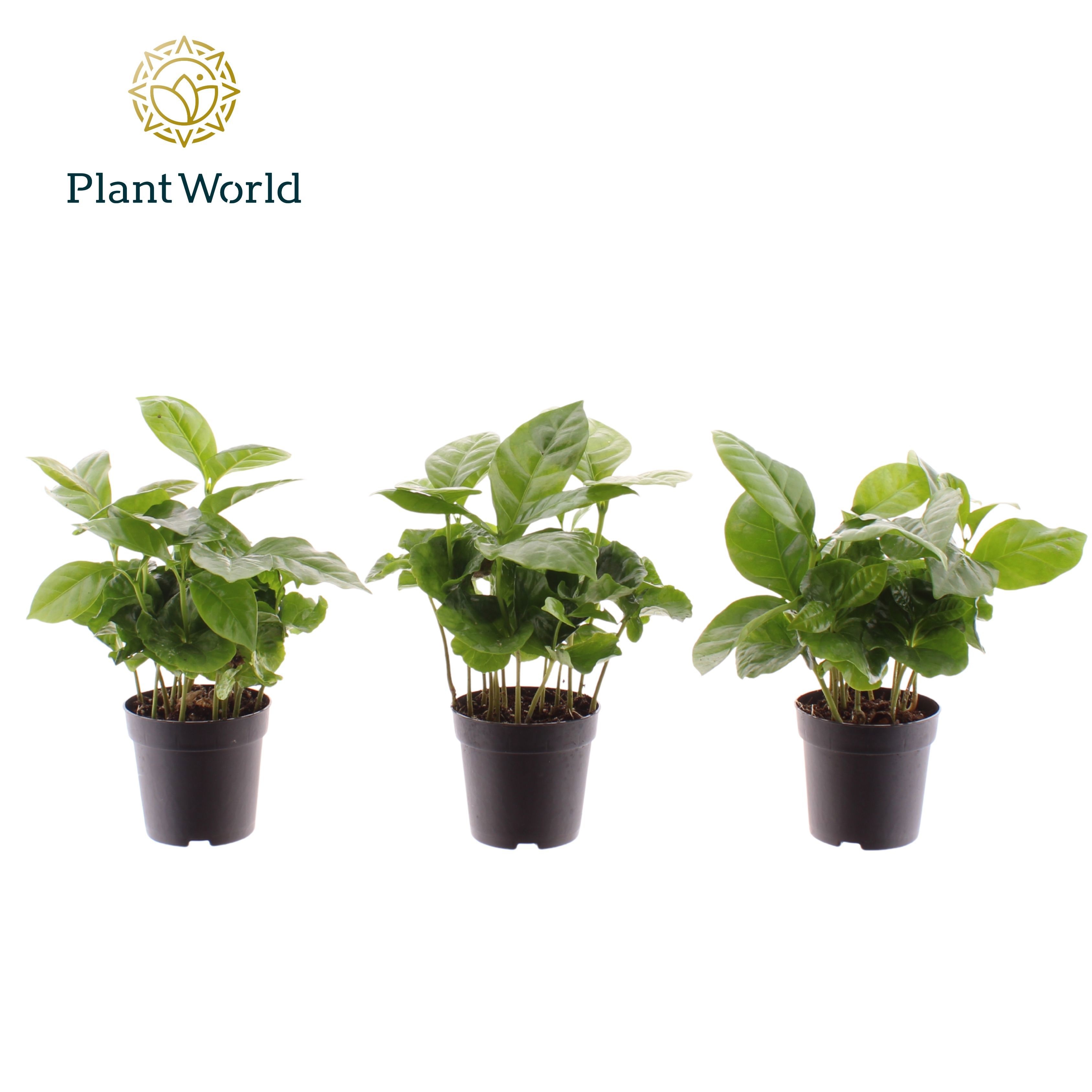 Coffea Arabica 7 cm, D 7