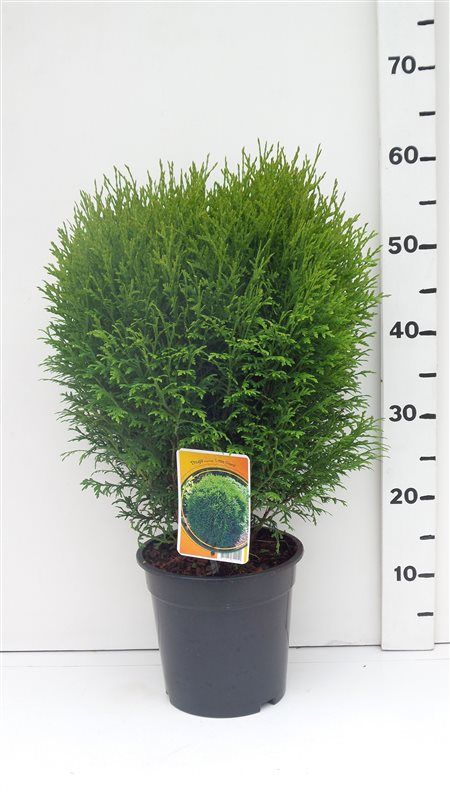 Thuja occ. 'Little Giant', D 19