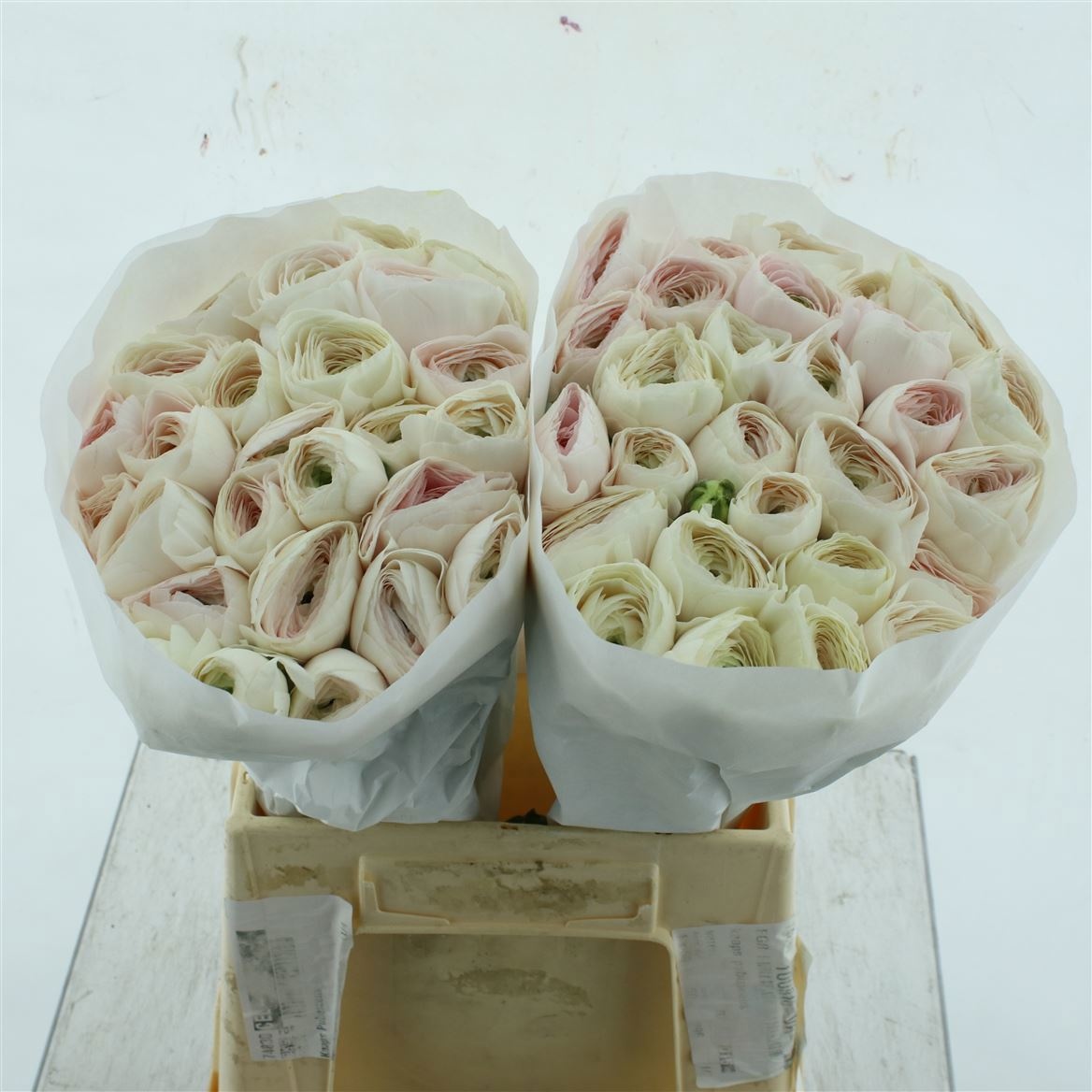 Ранункулус Саксесс Ханой 45, шт.