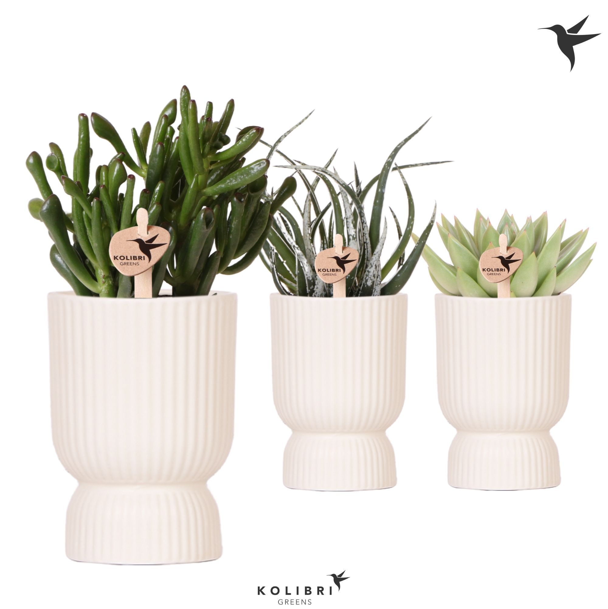 Kolibri Greens Succulenten mix in Diabolo pot travertine, D 9