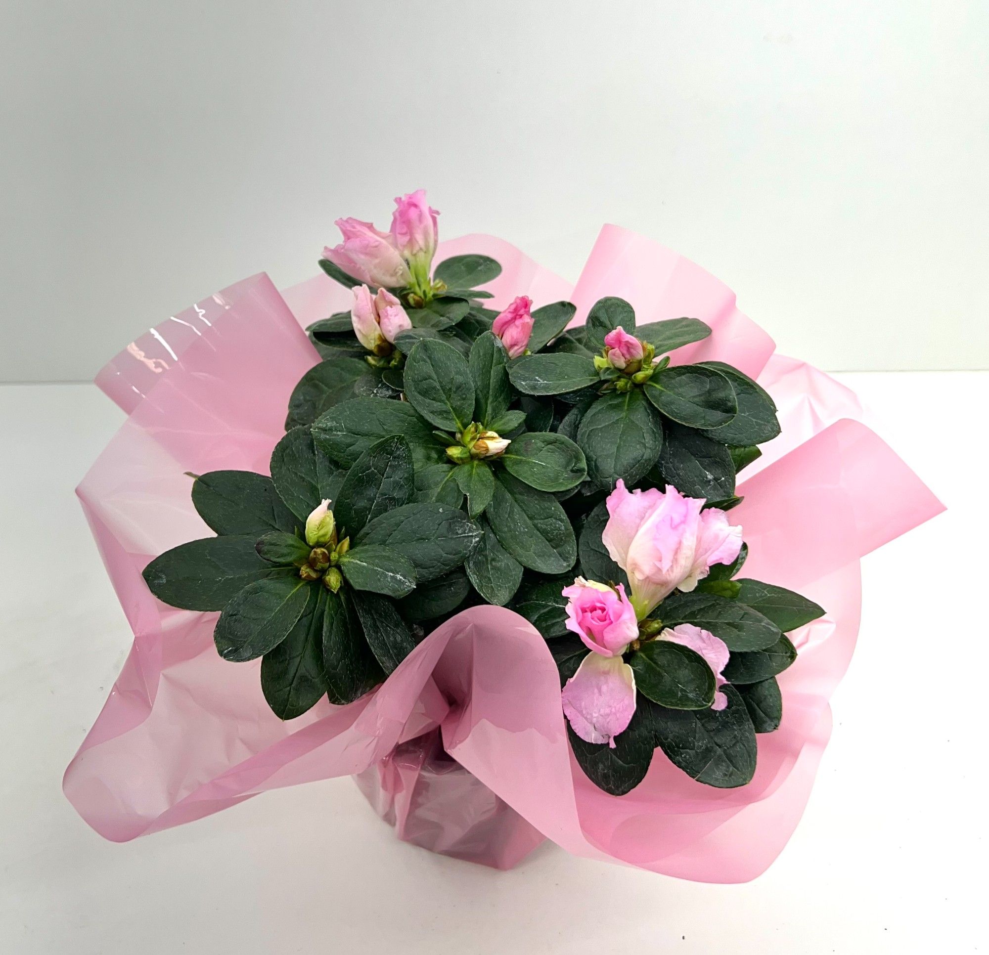 Azalea roze Valentijn-moederdag rondella DIA 22 CM, D 12,5