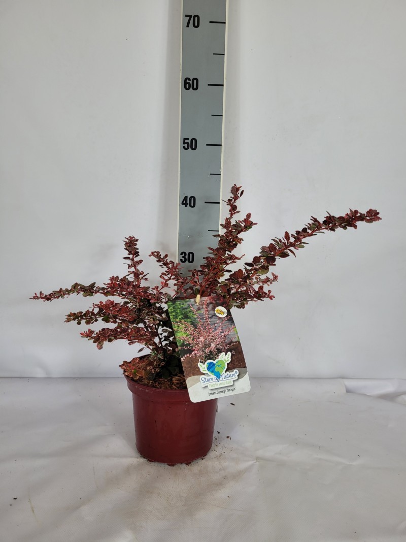 Berberis thunbergii 'Harlequin' C2 20-300, D 17