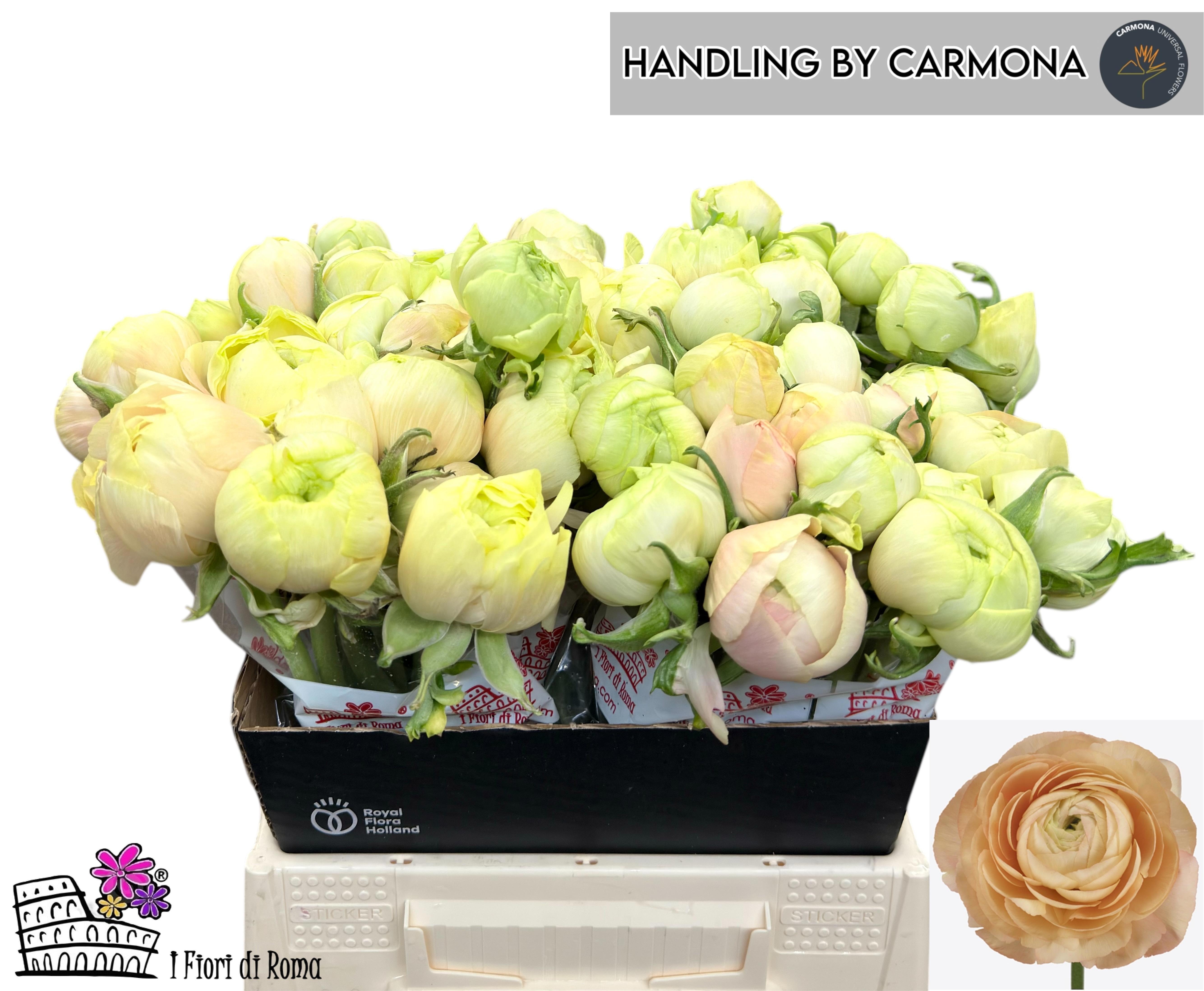 Ранункулус Саксесс Гранд Пастель 40, шт.