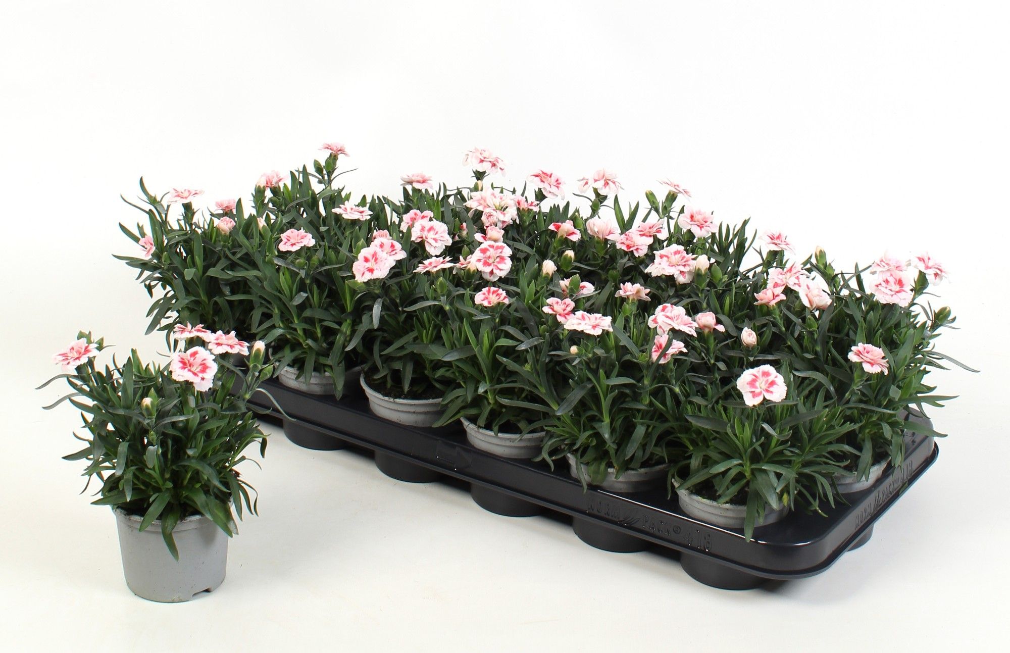 Dianthus Oscar Red Star, D 9