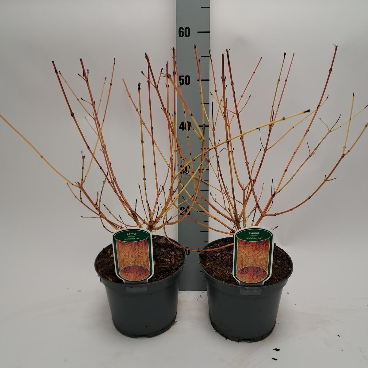 Cornus sang. 'Midwinter Fire', D 19