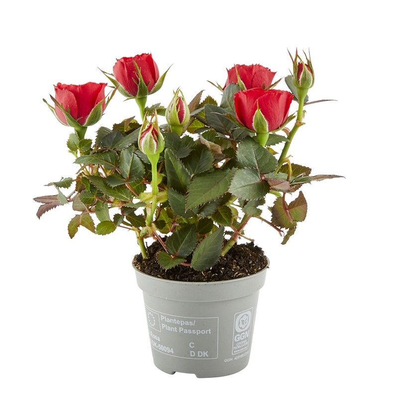 Rosa Antique Kordana mini, D 6