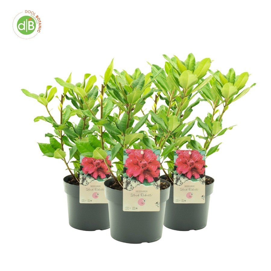 Rhododendron 'Lord Roberts', D 19