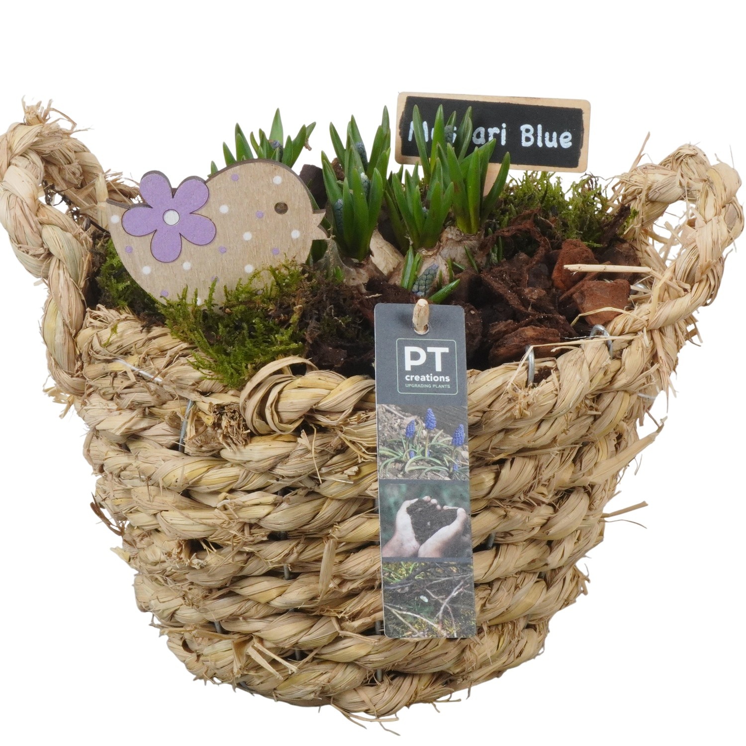 PTMB6222 Arrangement Muscari Blue in riet mand, D 20