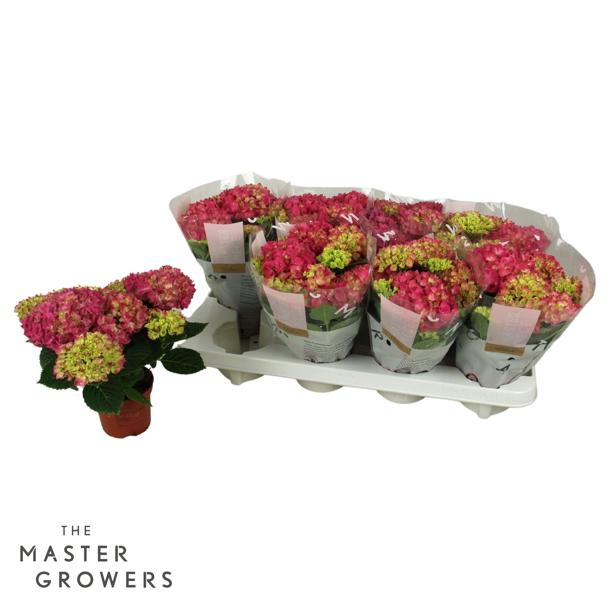 Hydrangea TableTensia Roze 10cm 5+, D 10