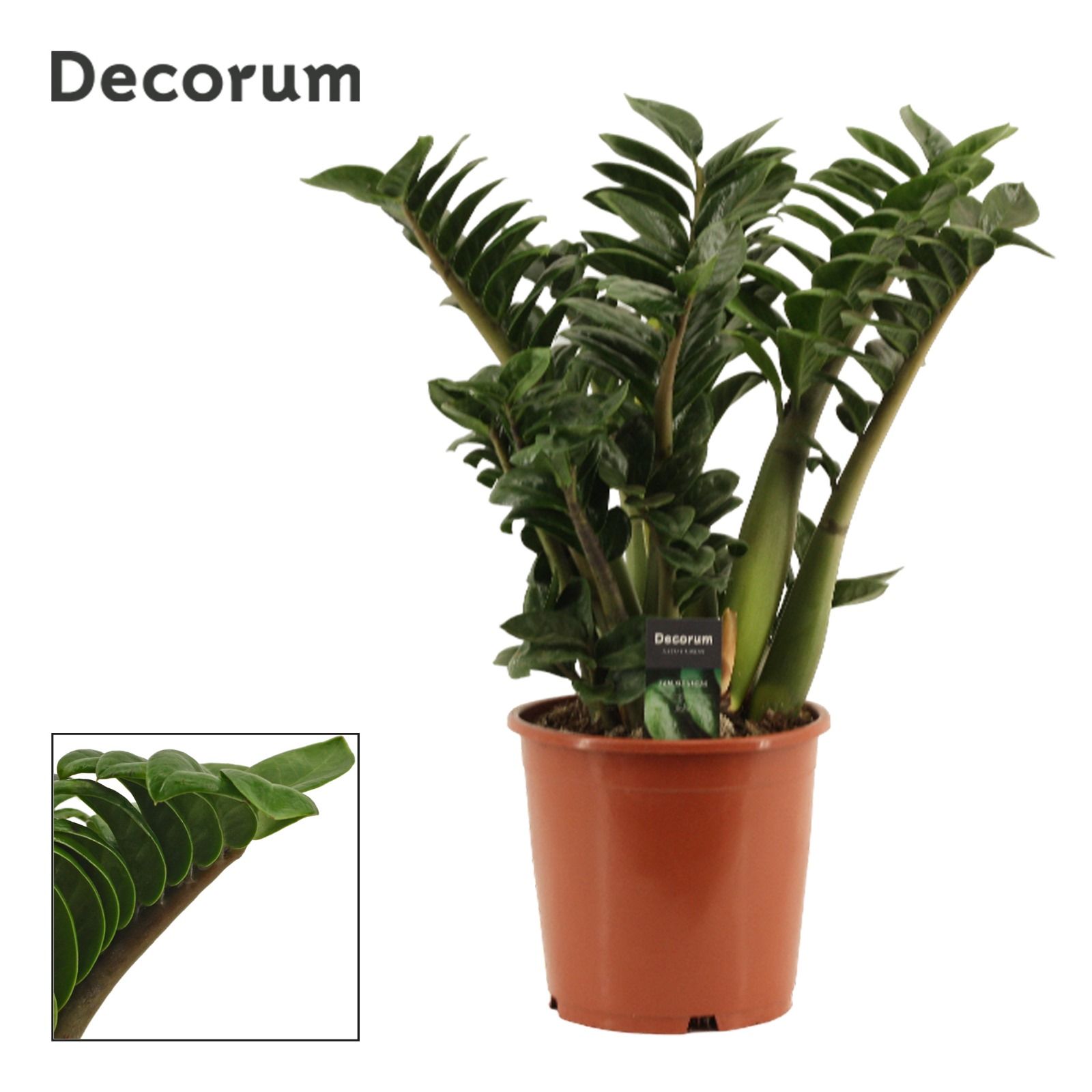 Zamioculcas Zenzi 21 cm, 6+ veren (Decorum), D 21