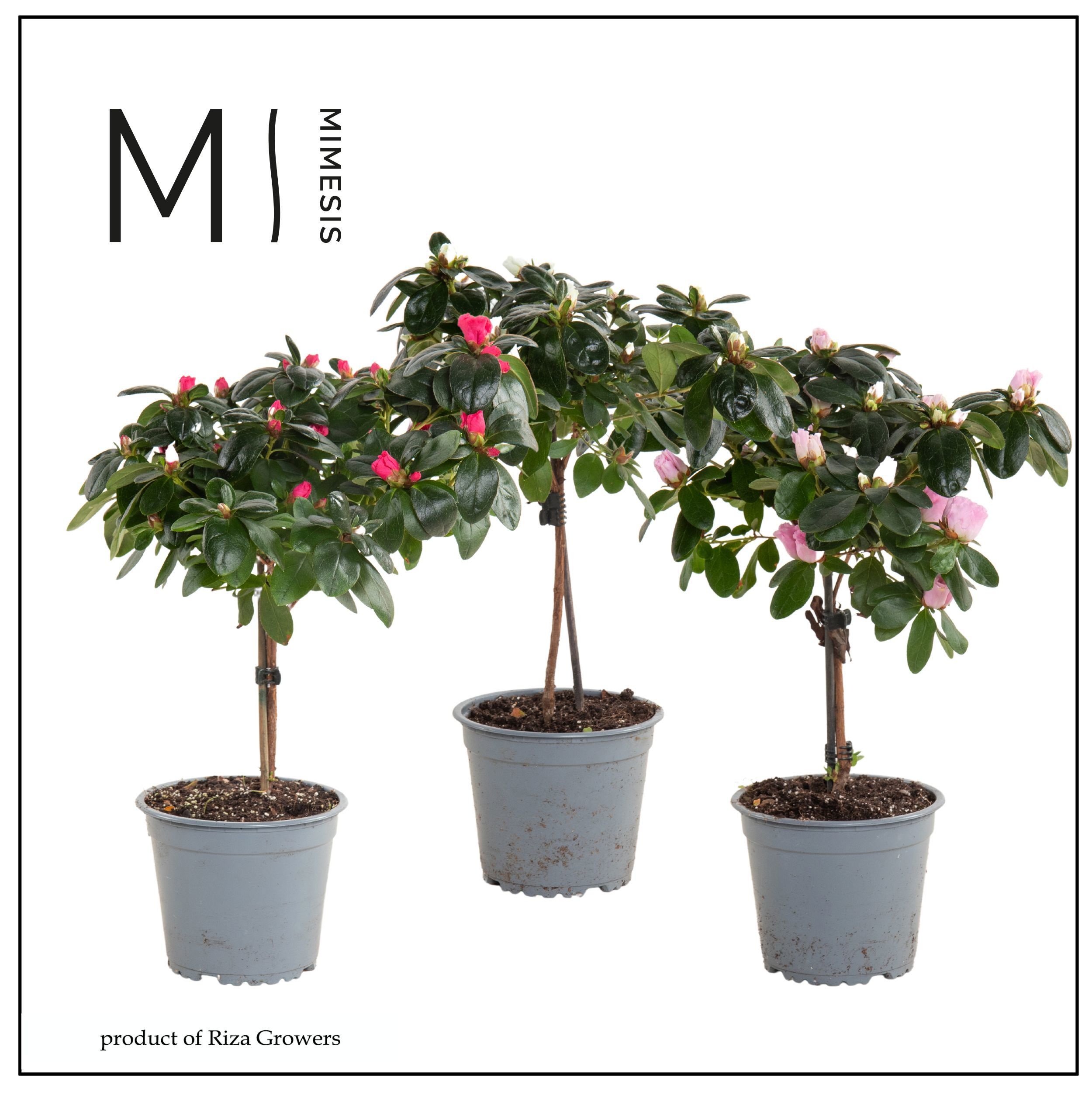 Mimesis Azalea stam Mix - 13cm, D 13
