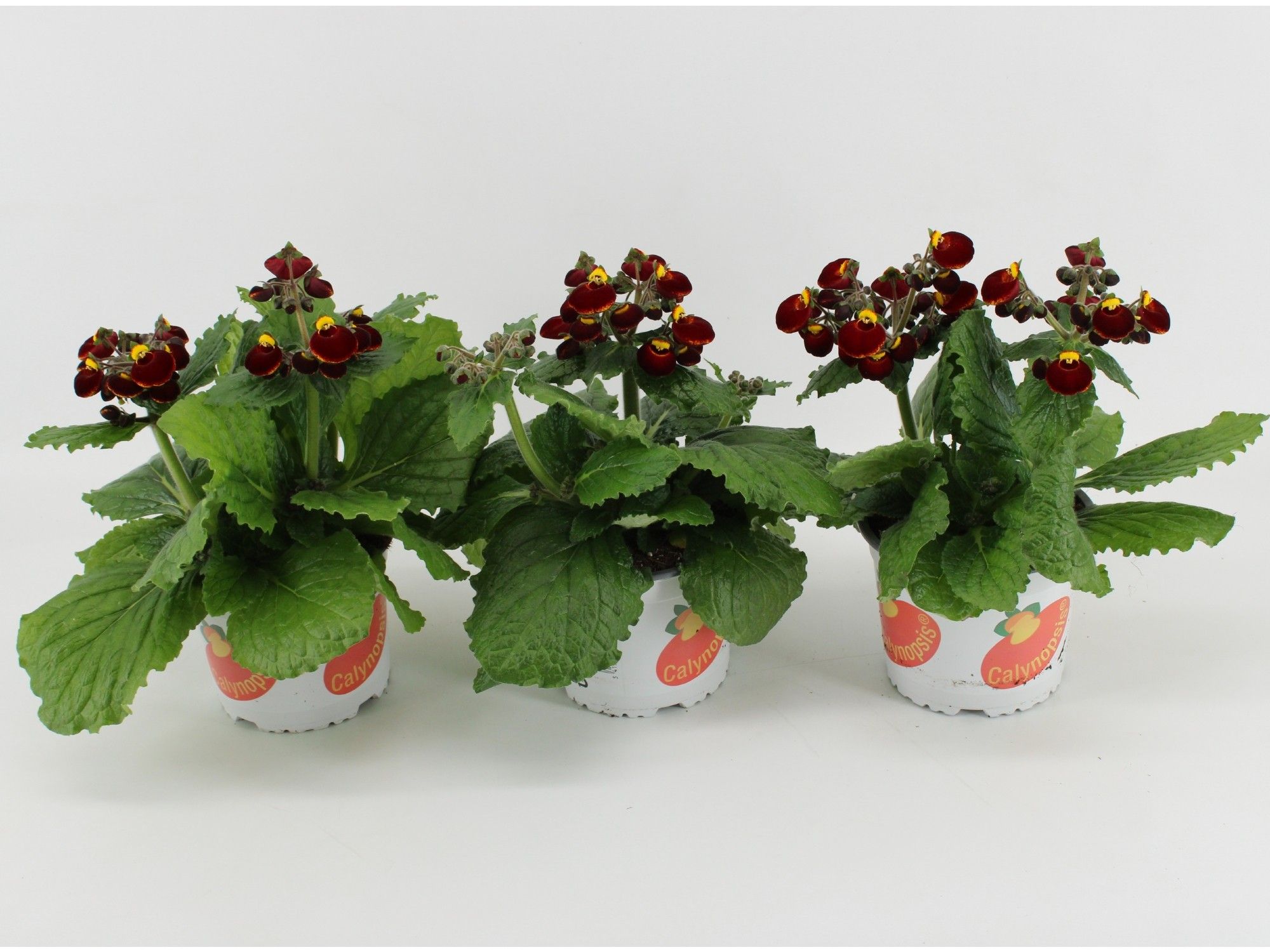 Calceolaria Calynopsis Red-Yellow, D 15