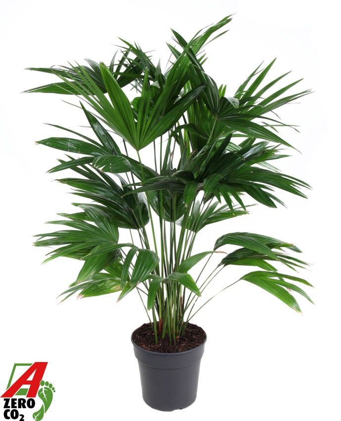 Livistona Chinensis P30, D 30
