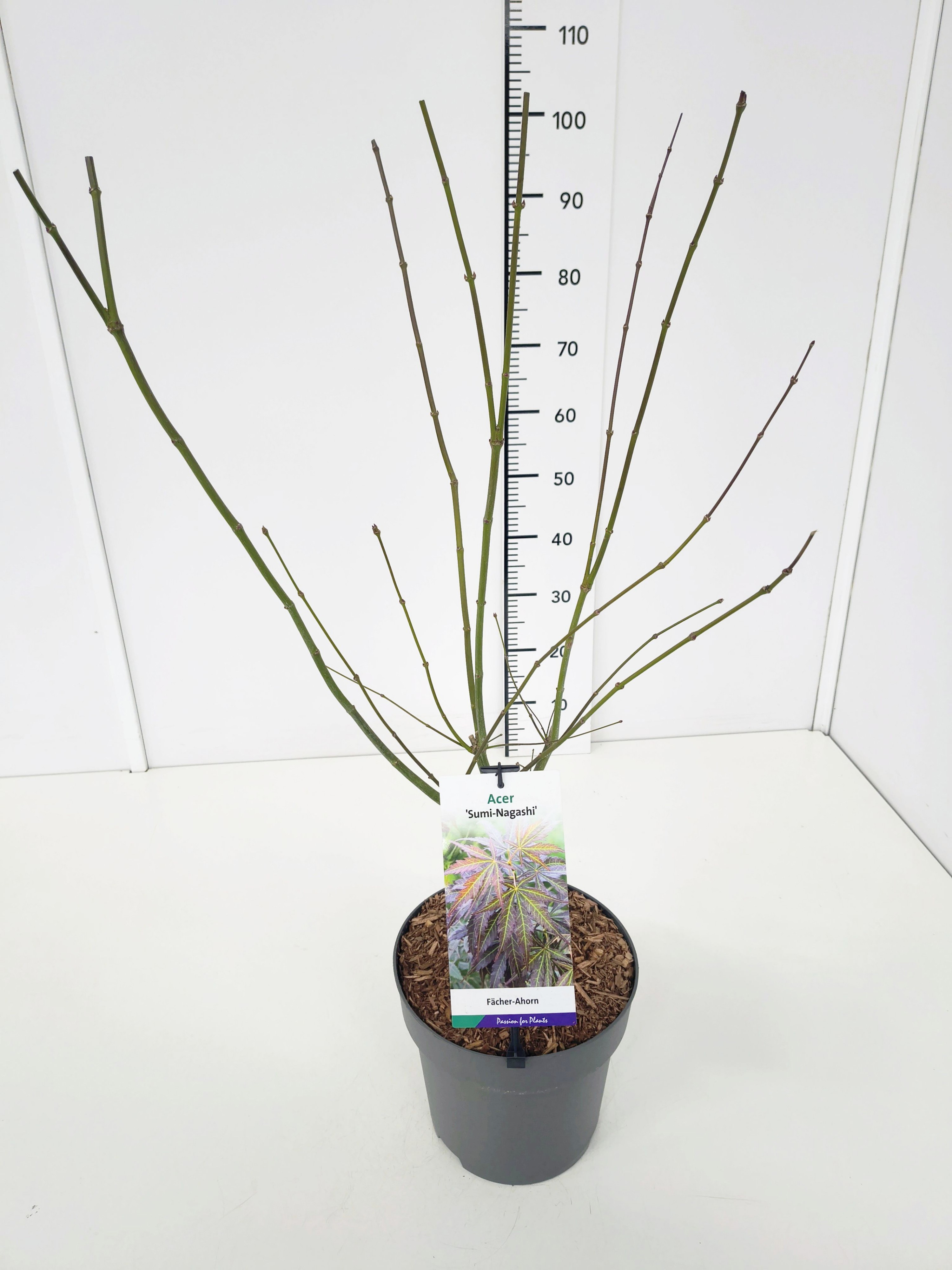 Acer palm. 'Sumi-nagashi' 60-80C7, D 25