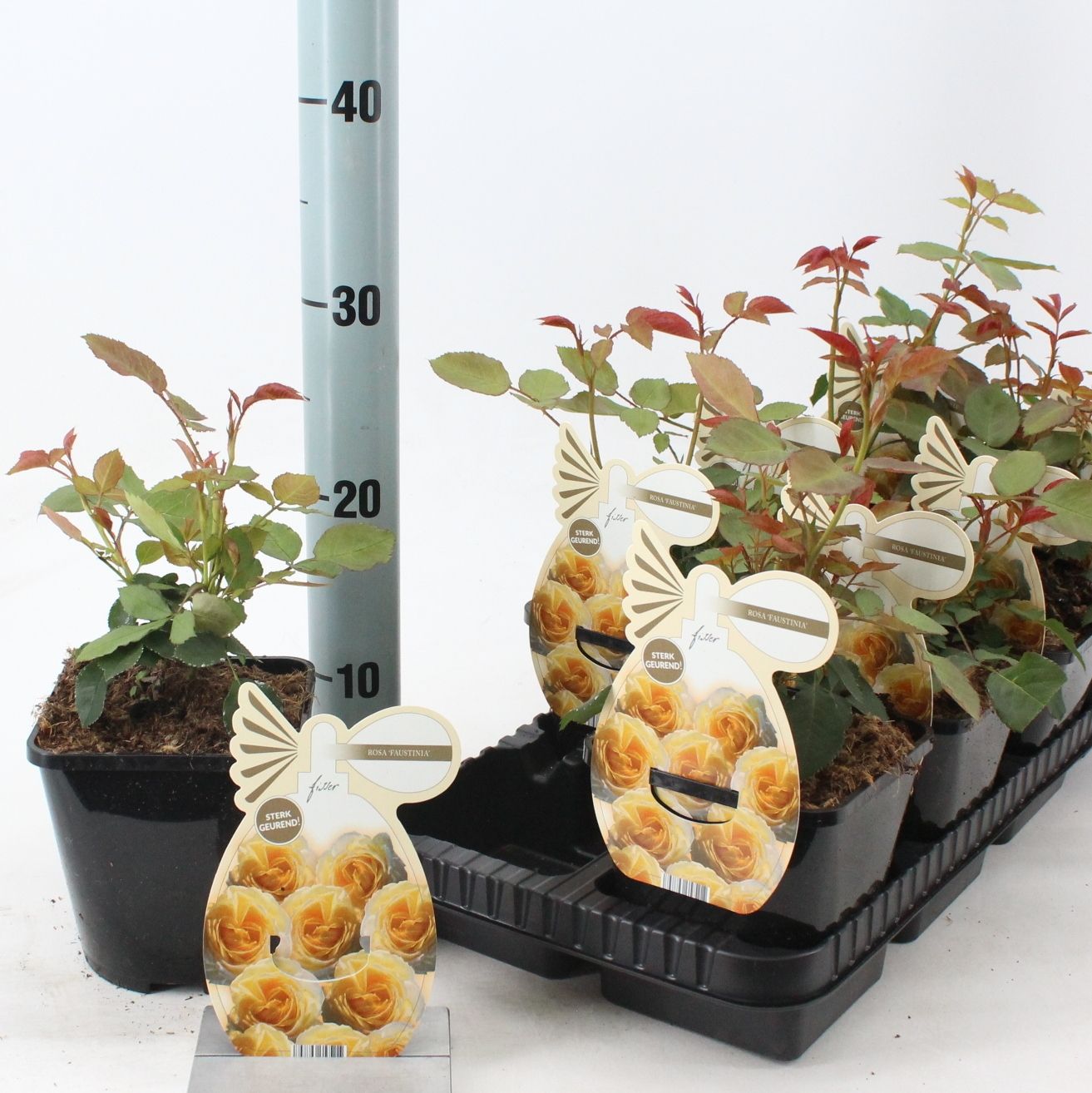 Rosa 'Faustinia' ®, D 14