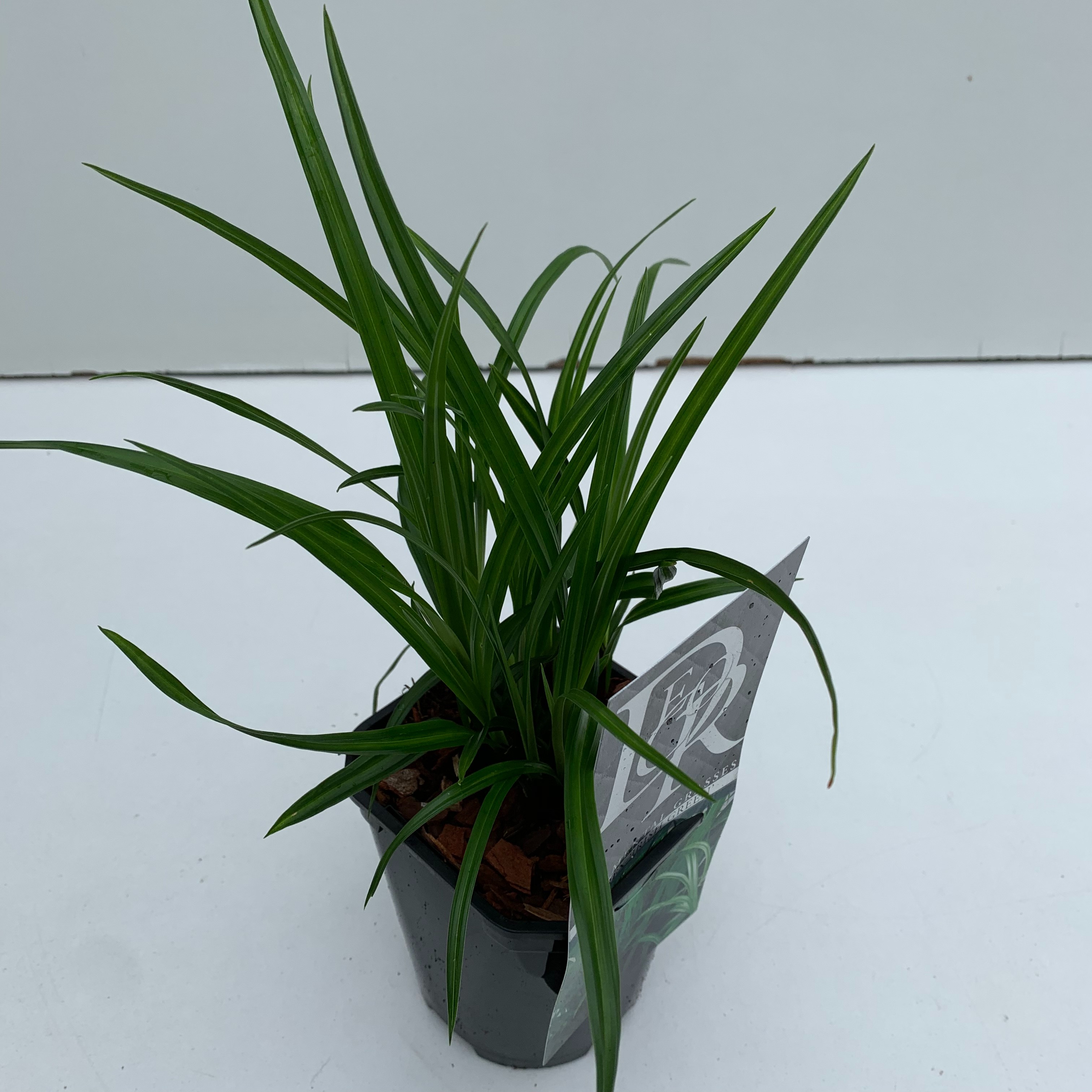 Carex 'Irisch Green', D 13