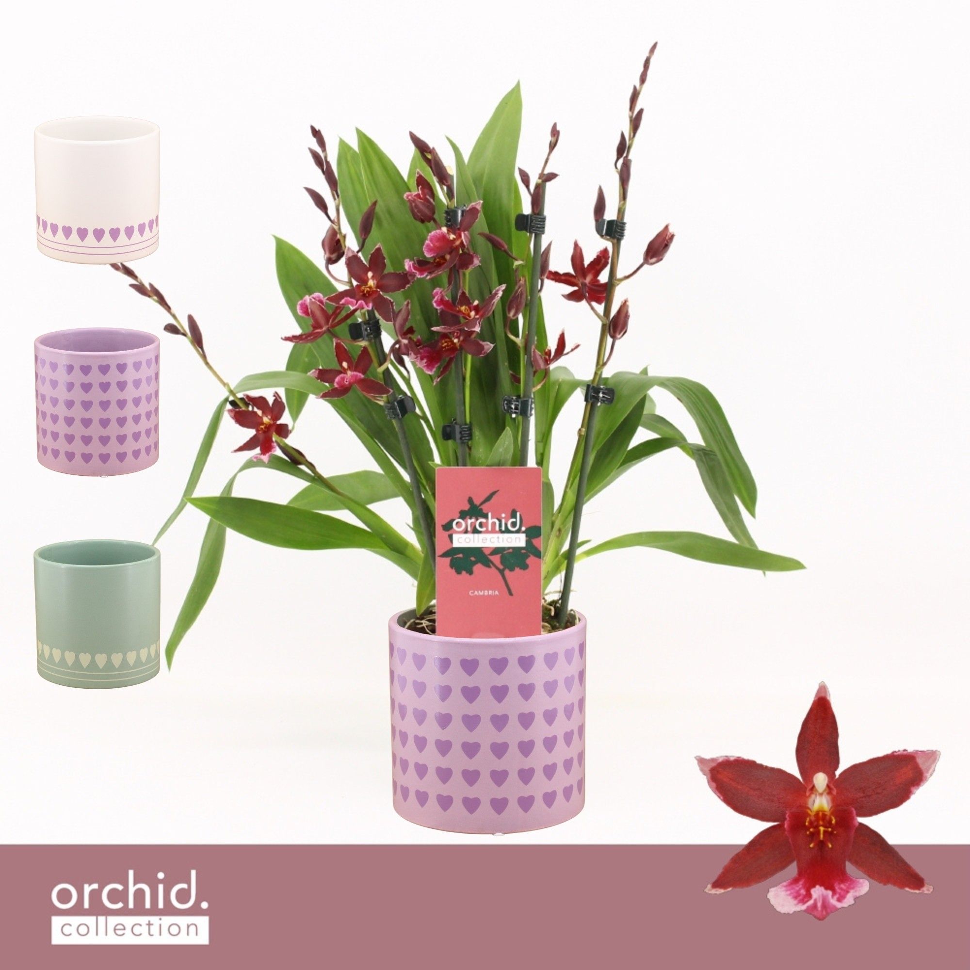 Barrocco Red, 5/6-spike Compact in Horizon Love 'Orchid Collection', D 12