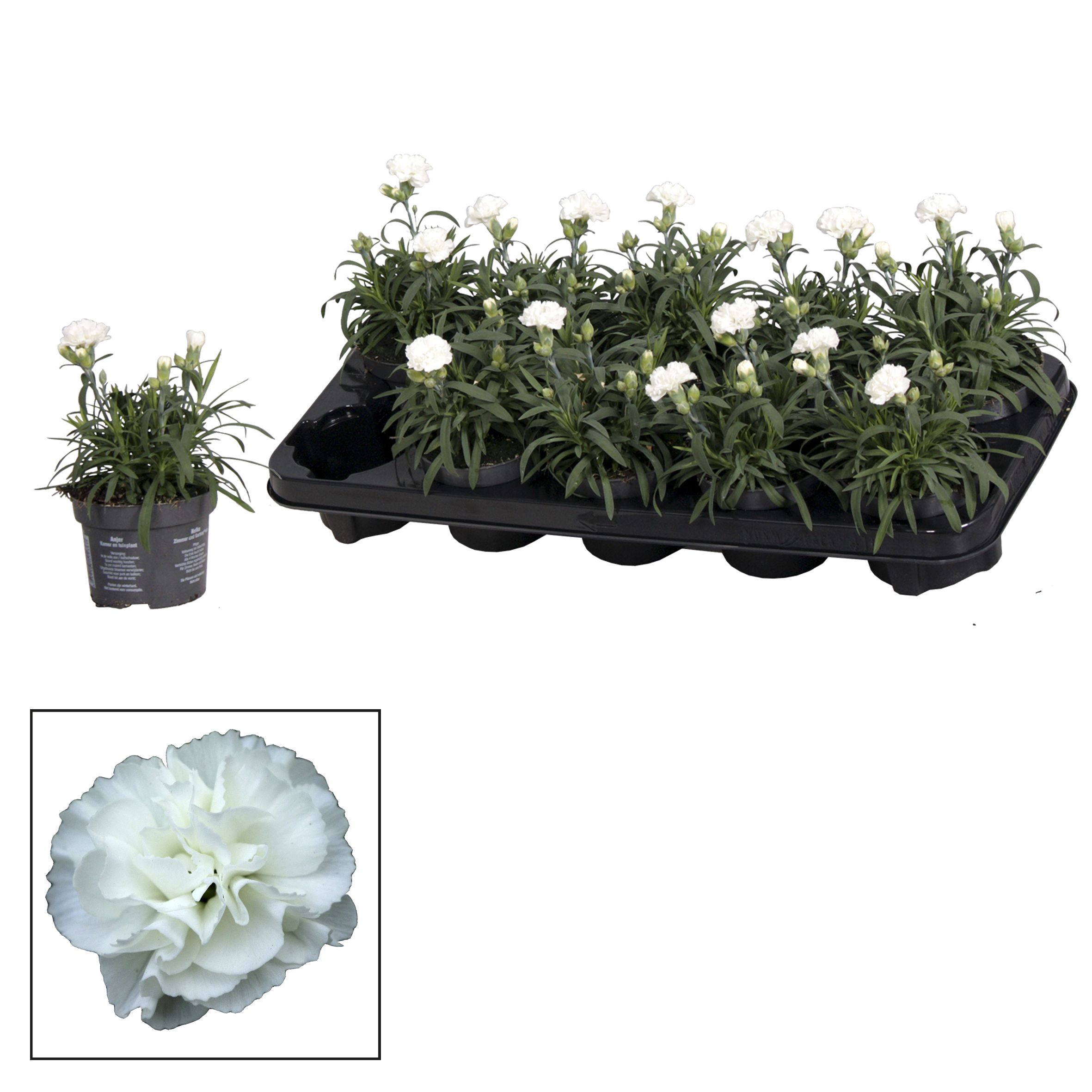 Dianthus - 10,5 cm - Oscar White, D 10,5