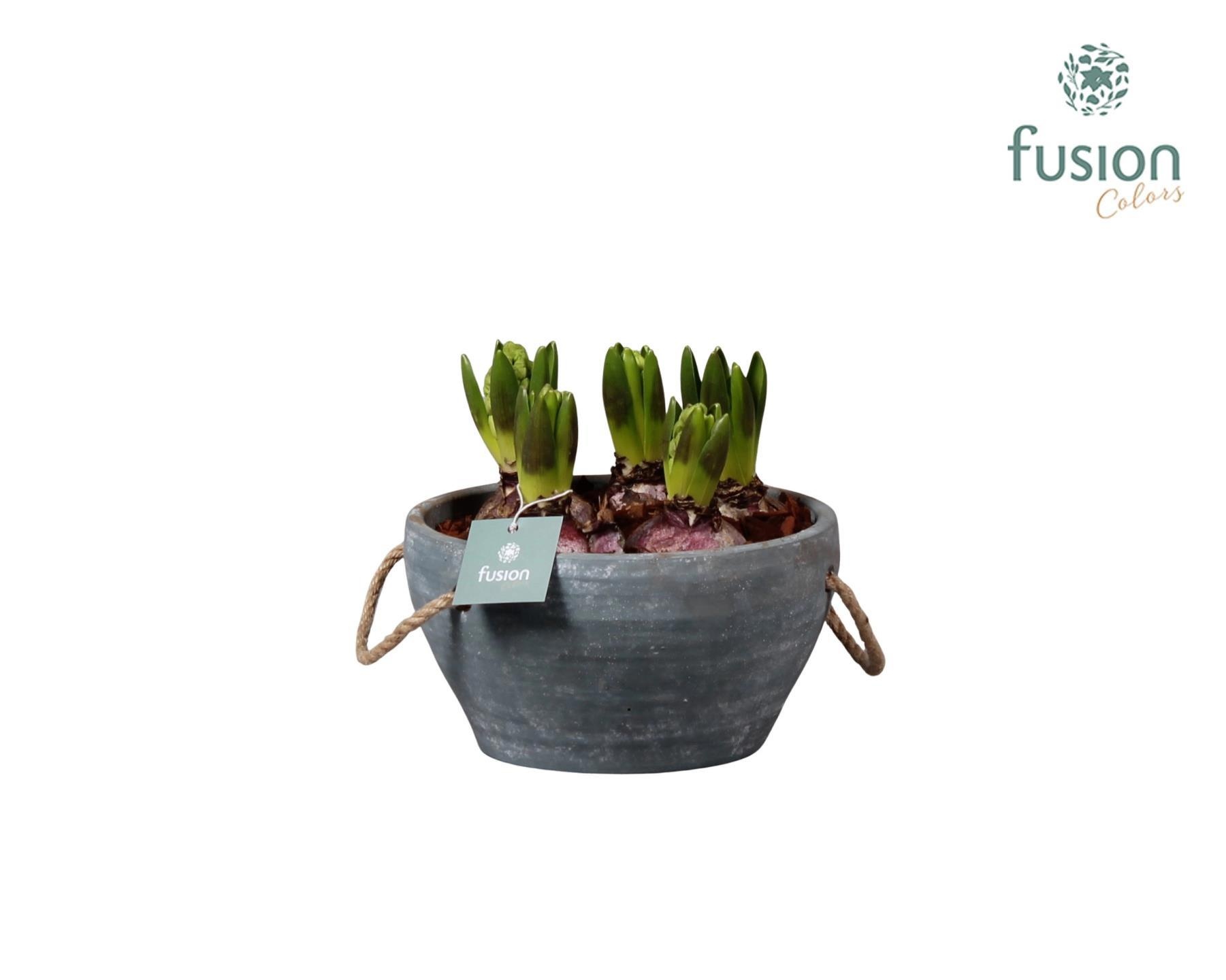 Cement pot met handvaten en Hyacint, D 18