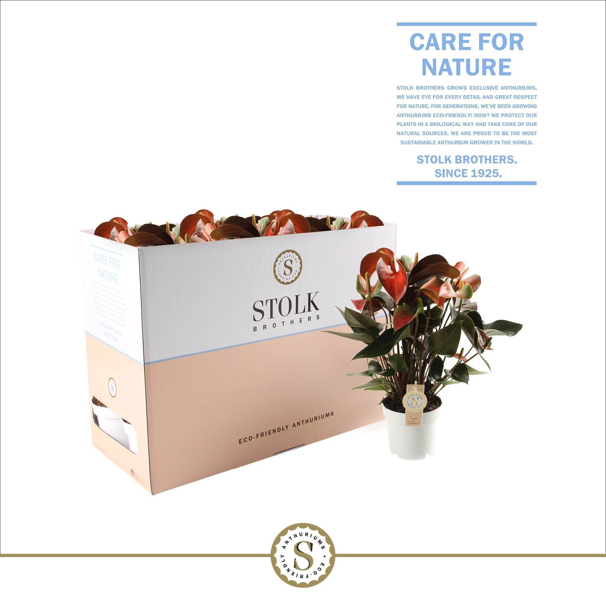 Rainbow Champion 14cm in Ecobox, D 14