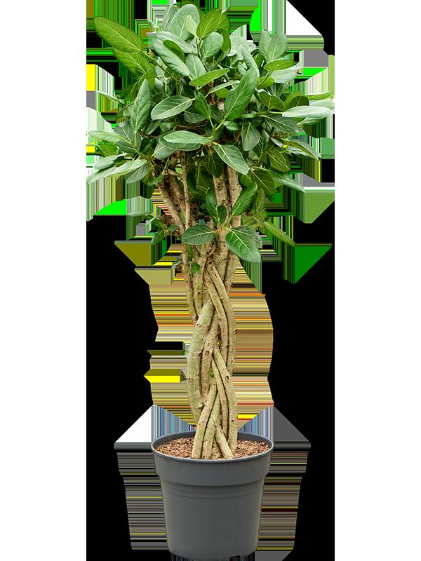 Ficus benghalensis 'Audrey', D 34