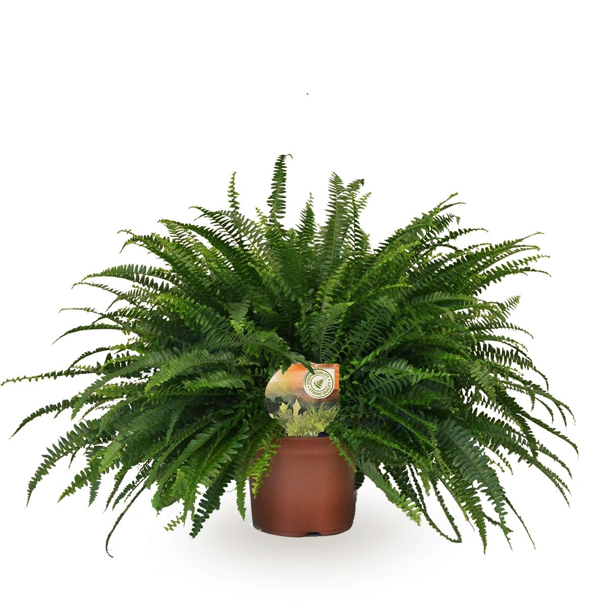 Nephrolepis Green Lady, D 19