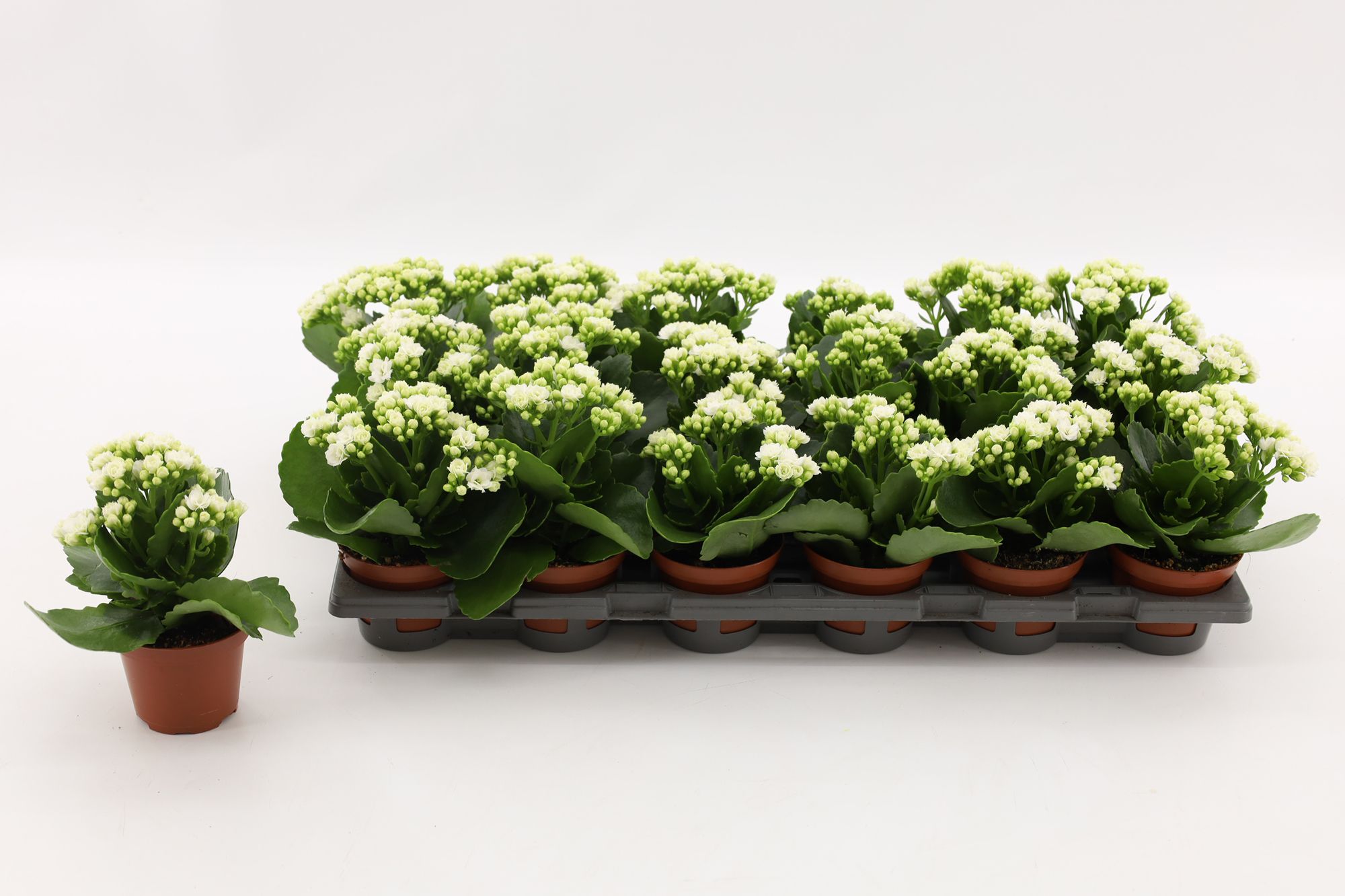 Kalanchoe Double White, without sleeve, D 8