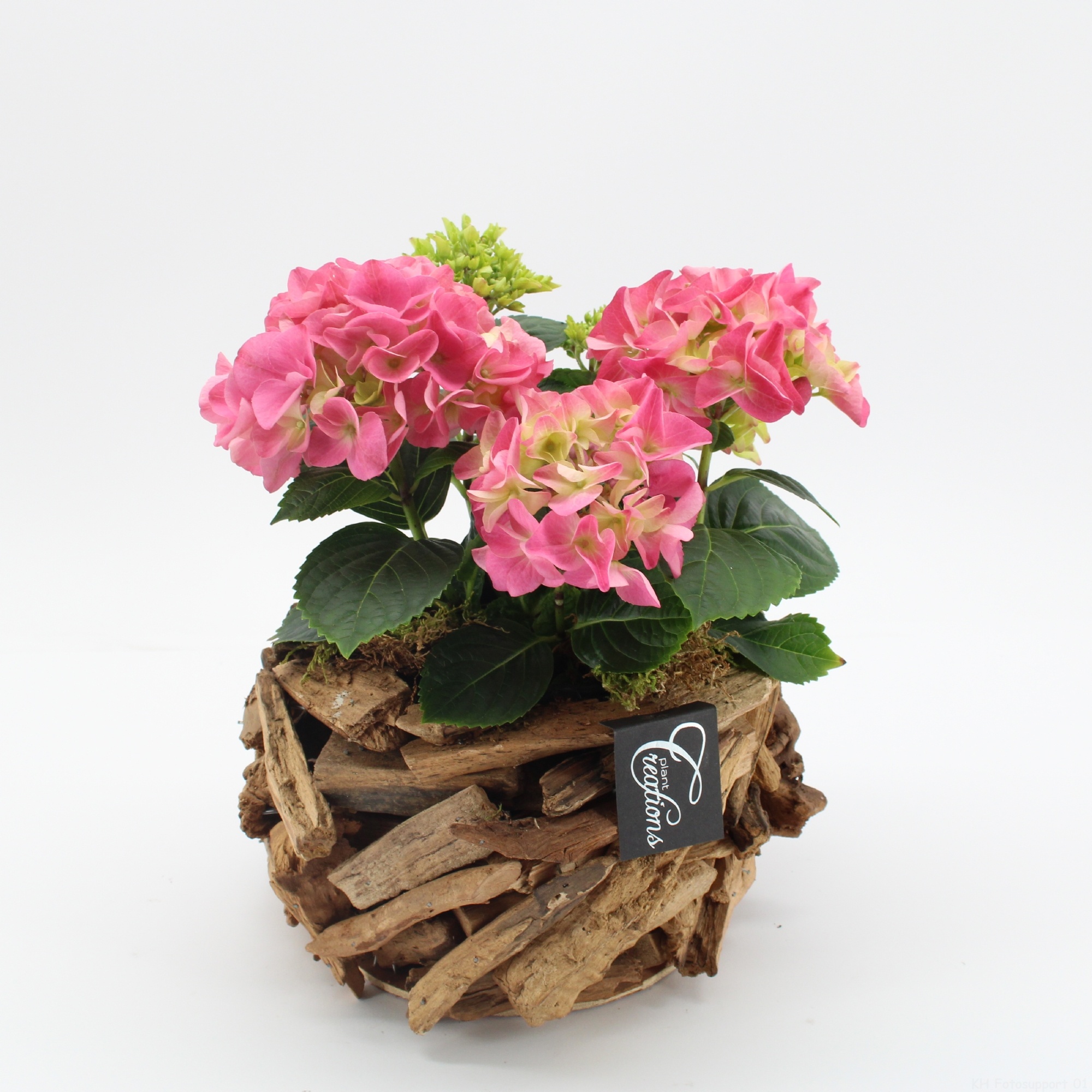 KHCR-2624RZ Hydrangea creatie, D 20