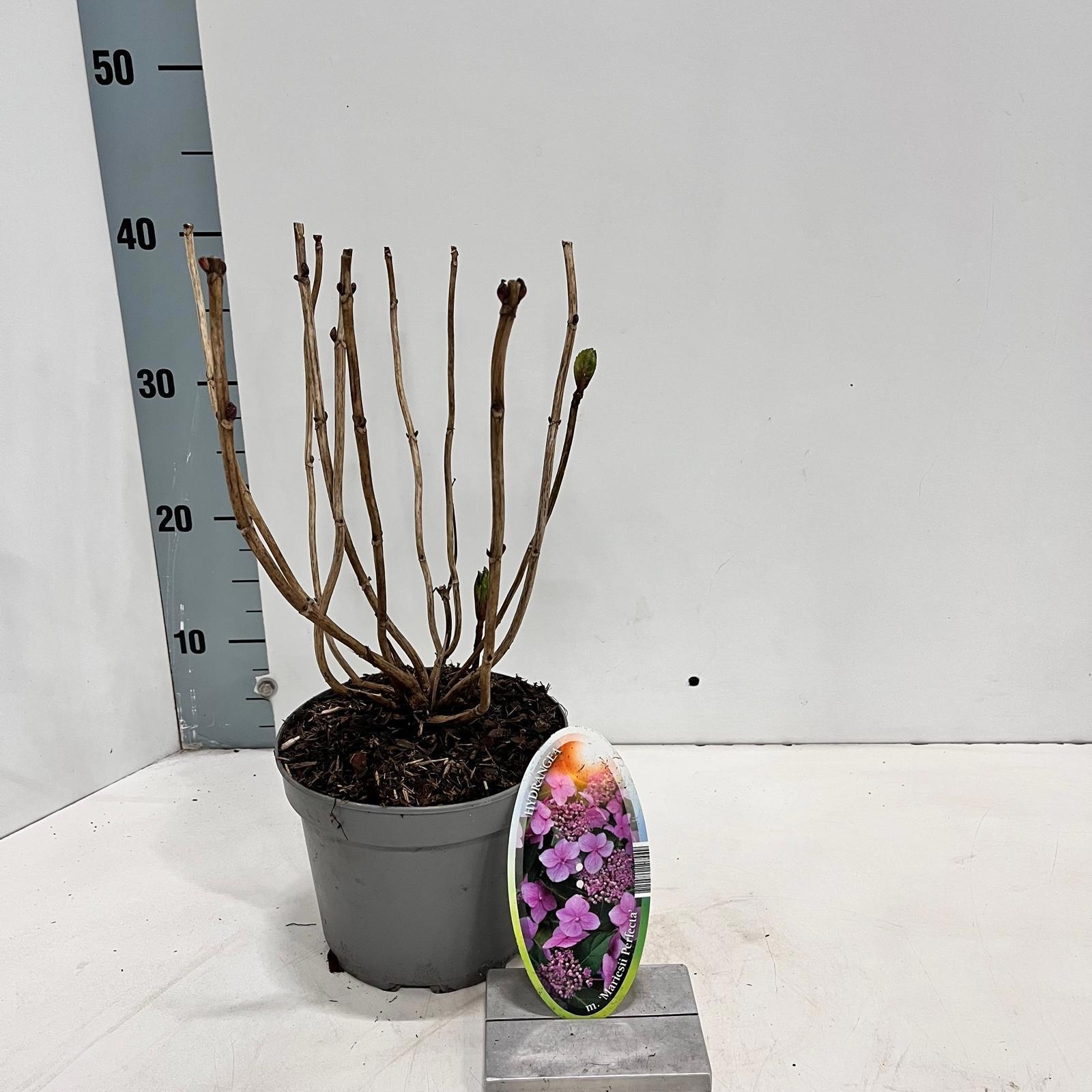 Hydrangea macr. 'Mariesii Perfecta’ ('Blue Wave'), D 17