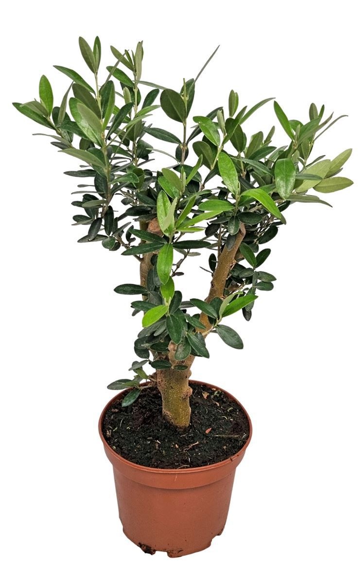 Olea Europaea Thick Trunk, D 15