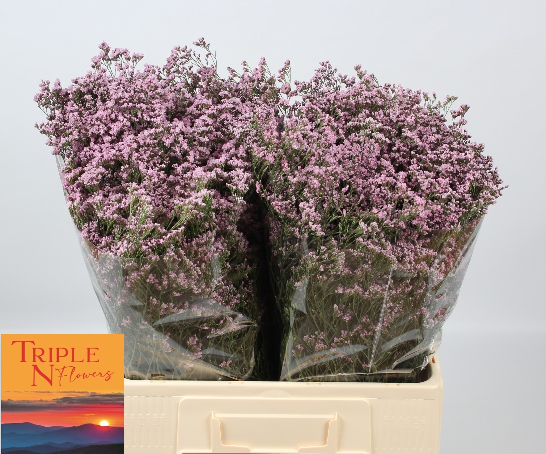 Лимониум Сафора Оши Пинк 60, шт.