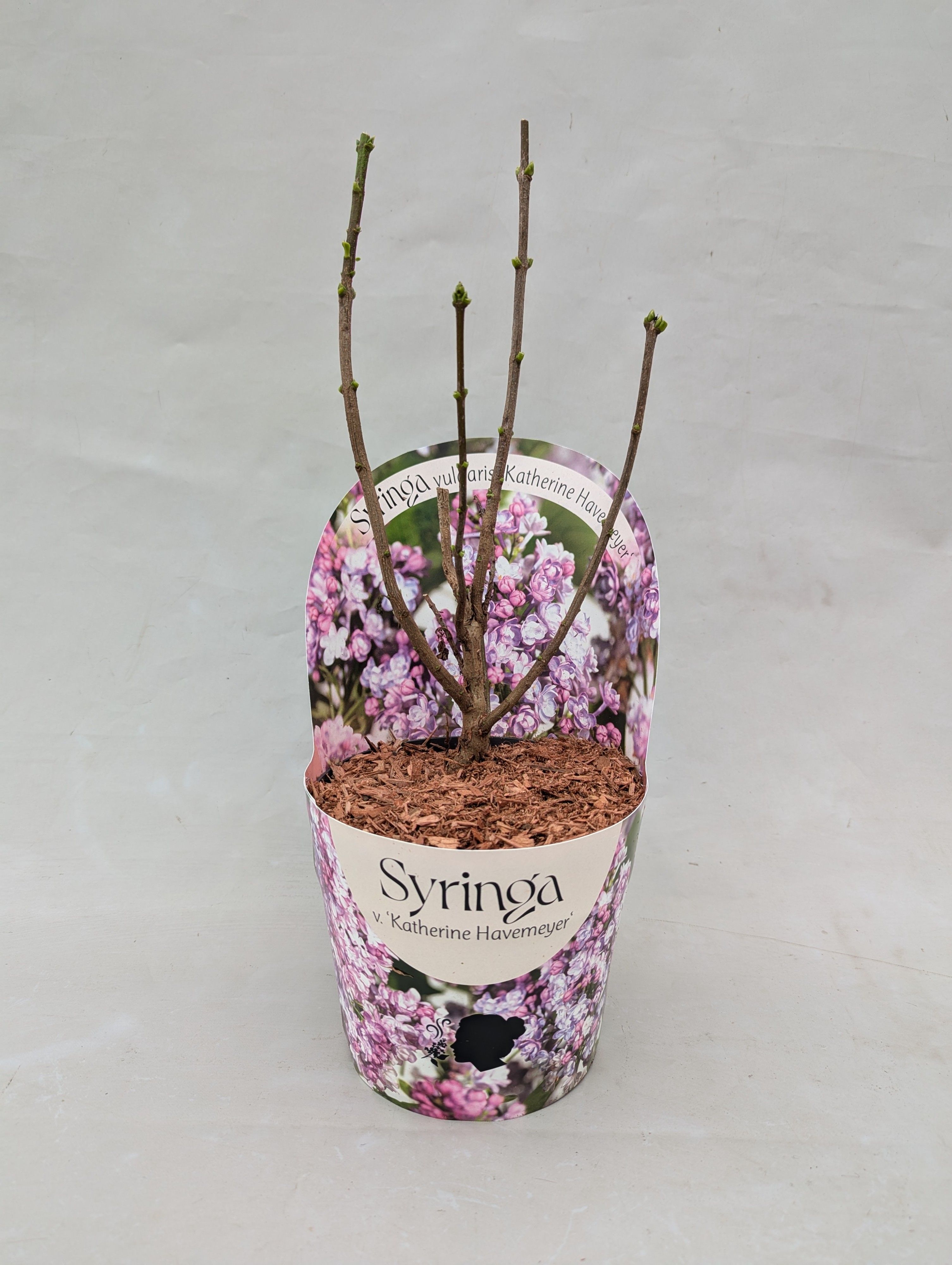 Syringa vulgaris 'Katherine Havemeyer' 17 cm in potcover, D 17