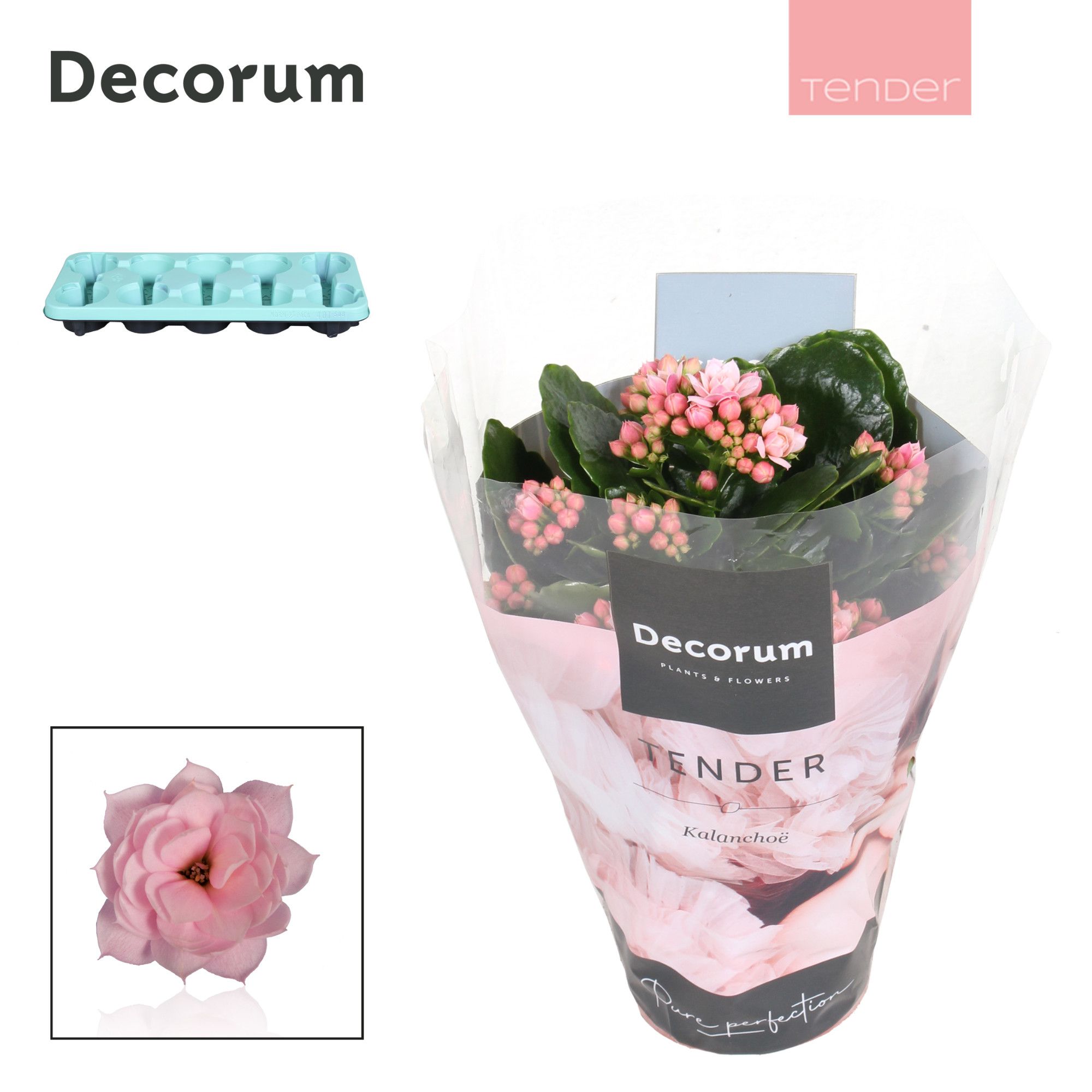 Kalanchoe Decorum TENDER - Serenity Soft Pink, D 10,5