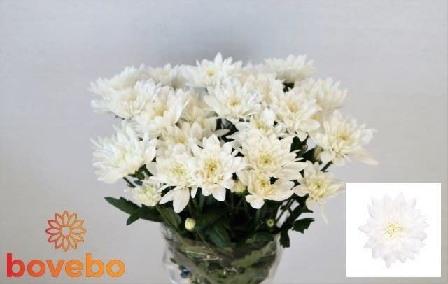 Хризантема куст. Балтика 70 (бел.), шт.