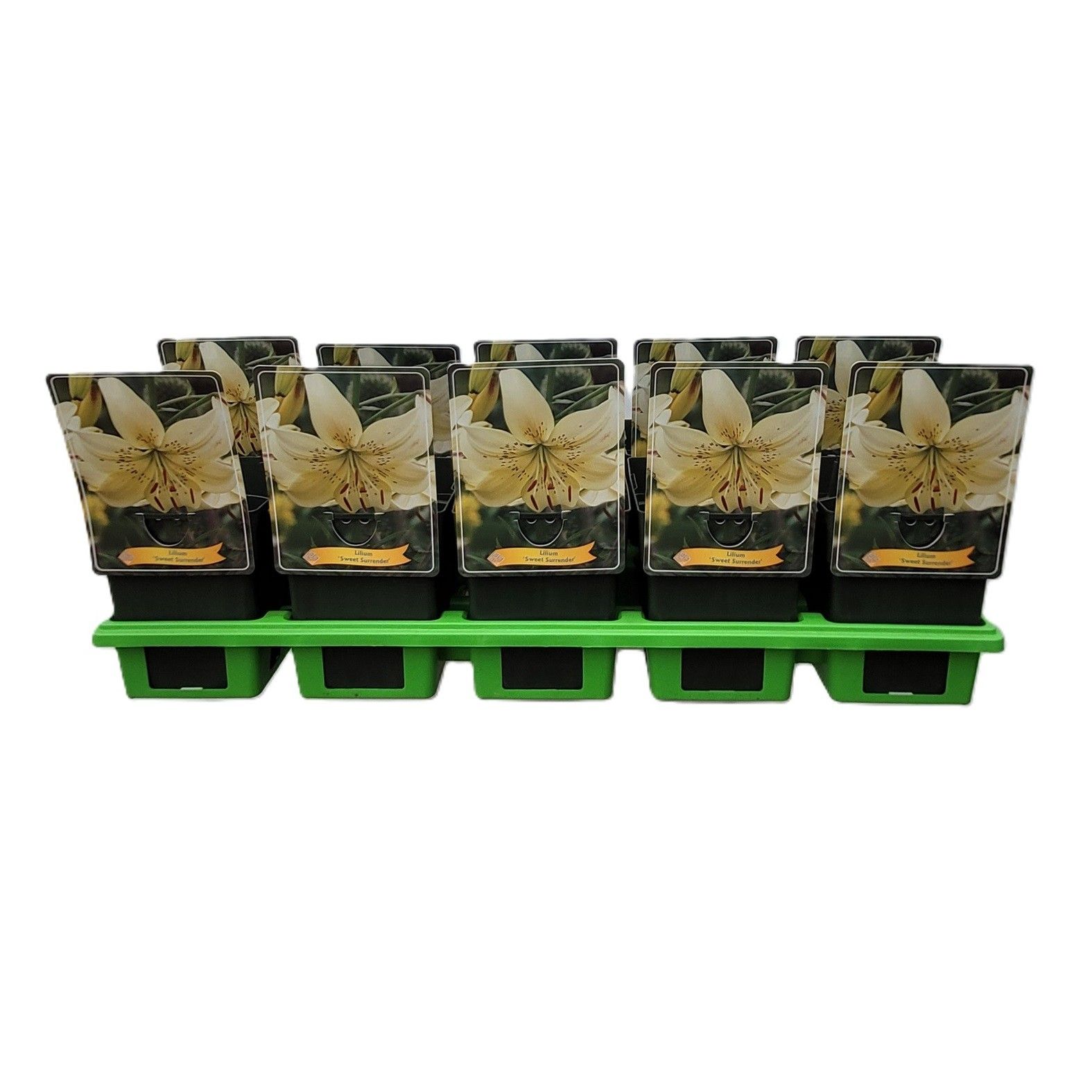 Lilium 'Sweet Surrender' P11, D 11