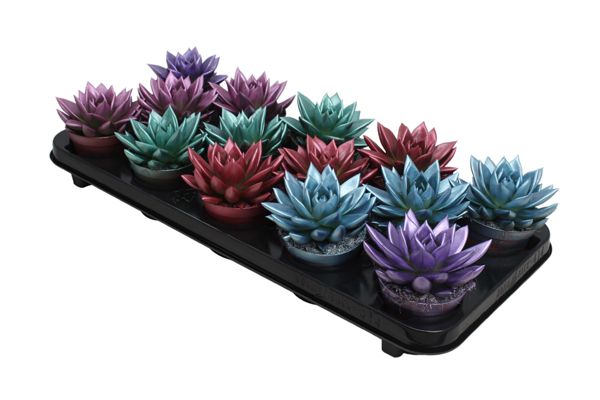 Miranda coloured metallic mix, D 8,5