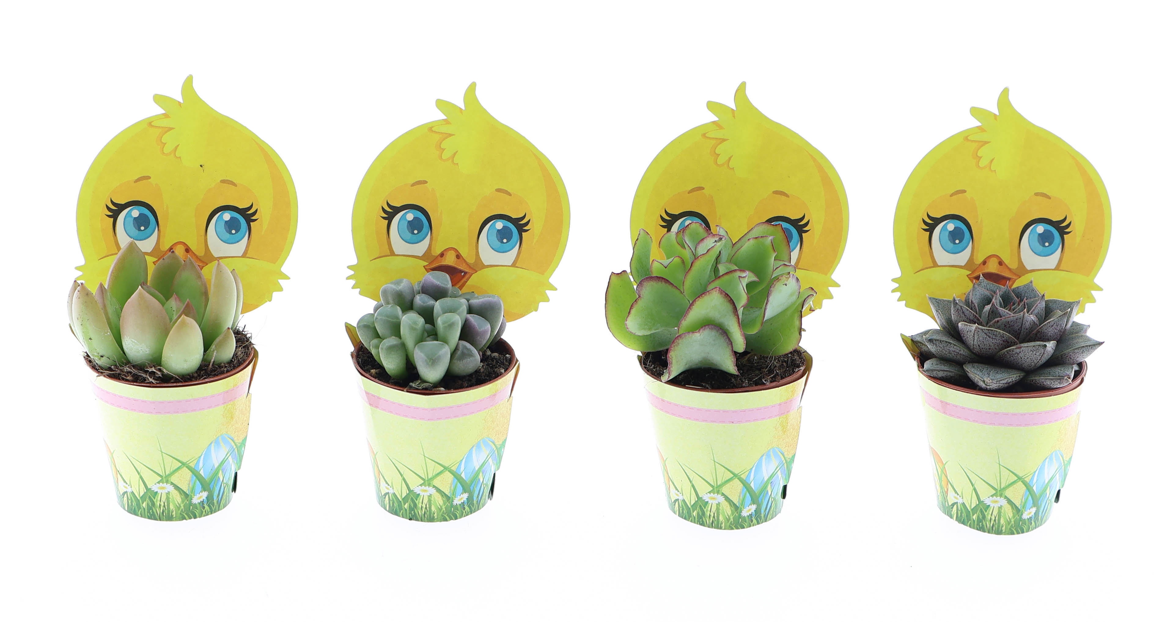 Potcover kuiken succulent mix, D 5,5