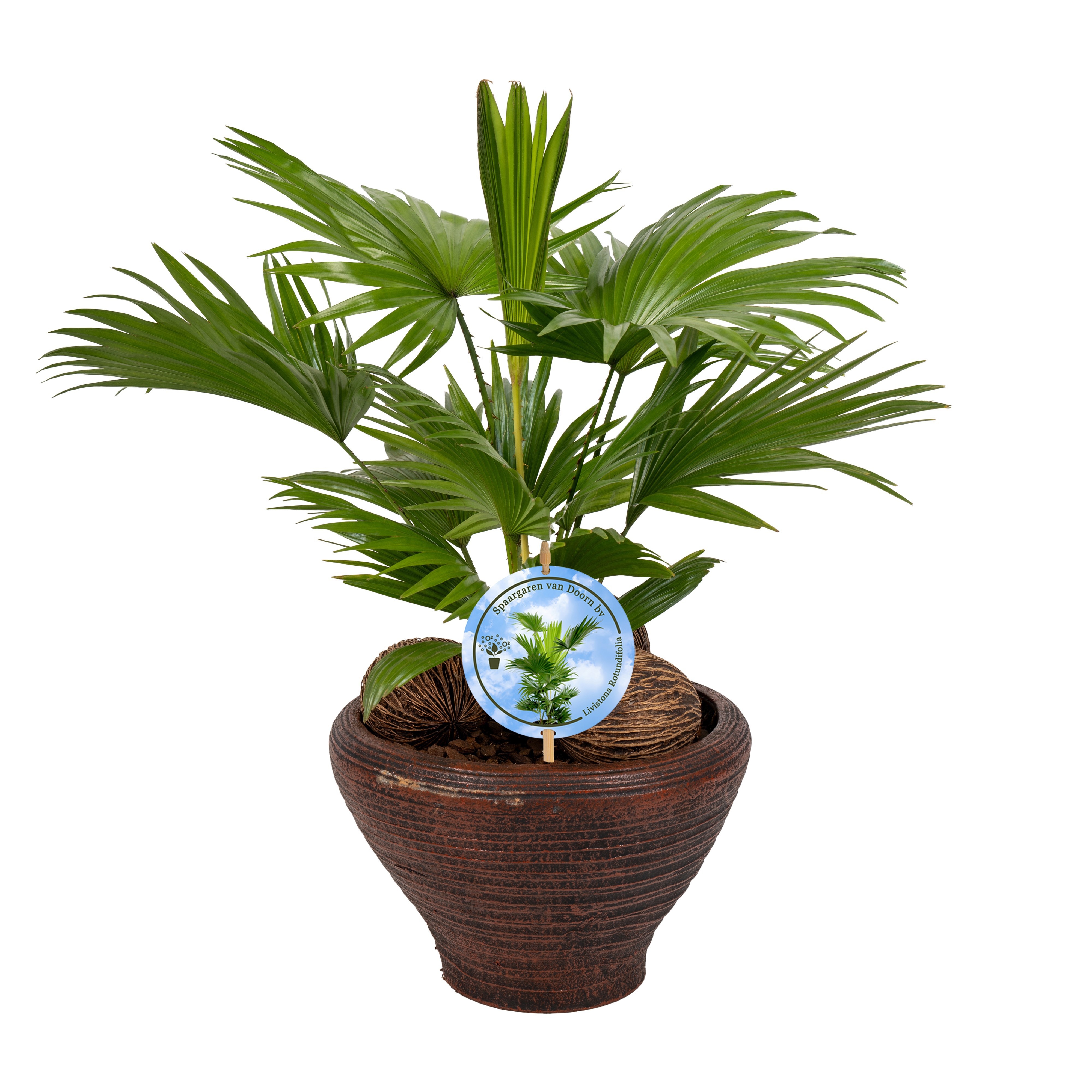 Livistona nr 6 hoedje Brown Lucht Zuiverend Aspd, D 26