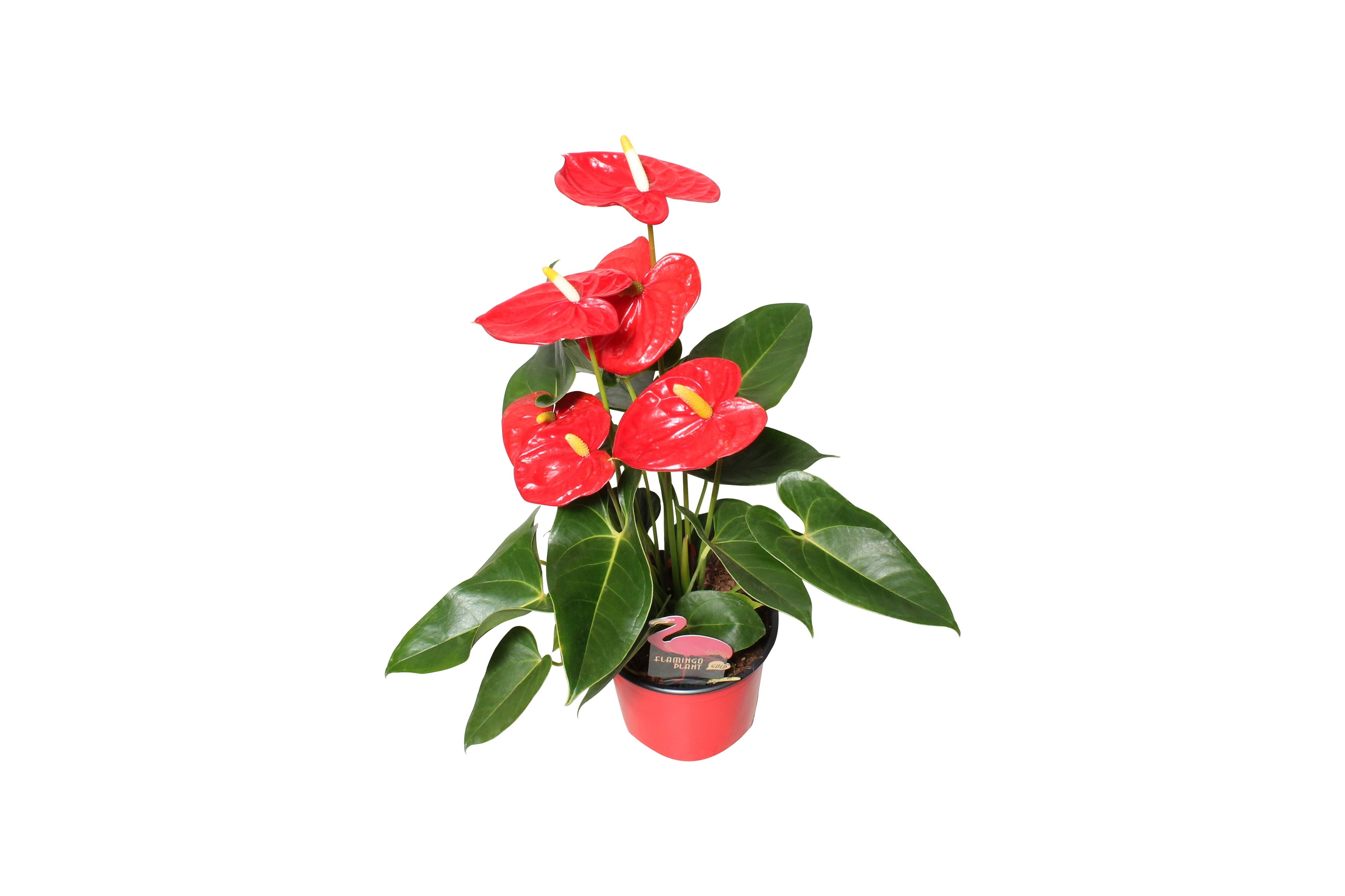 Anthurium XL.88 Aloha Red 12cm, D 12
