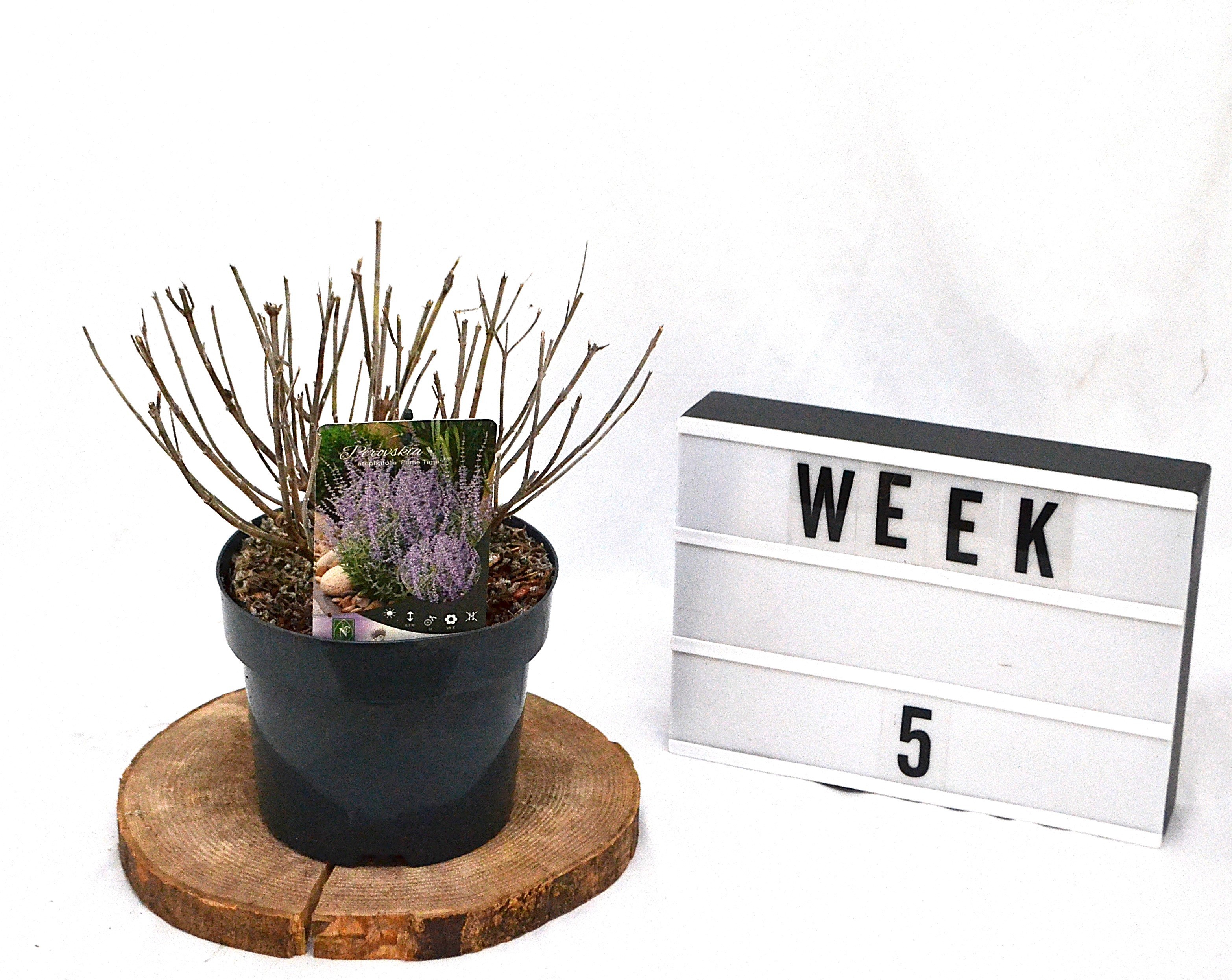 Perovskia atriplicifolia Prime Time C3, D 19