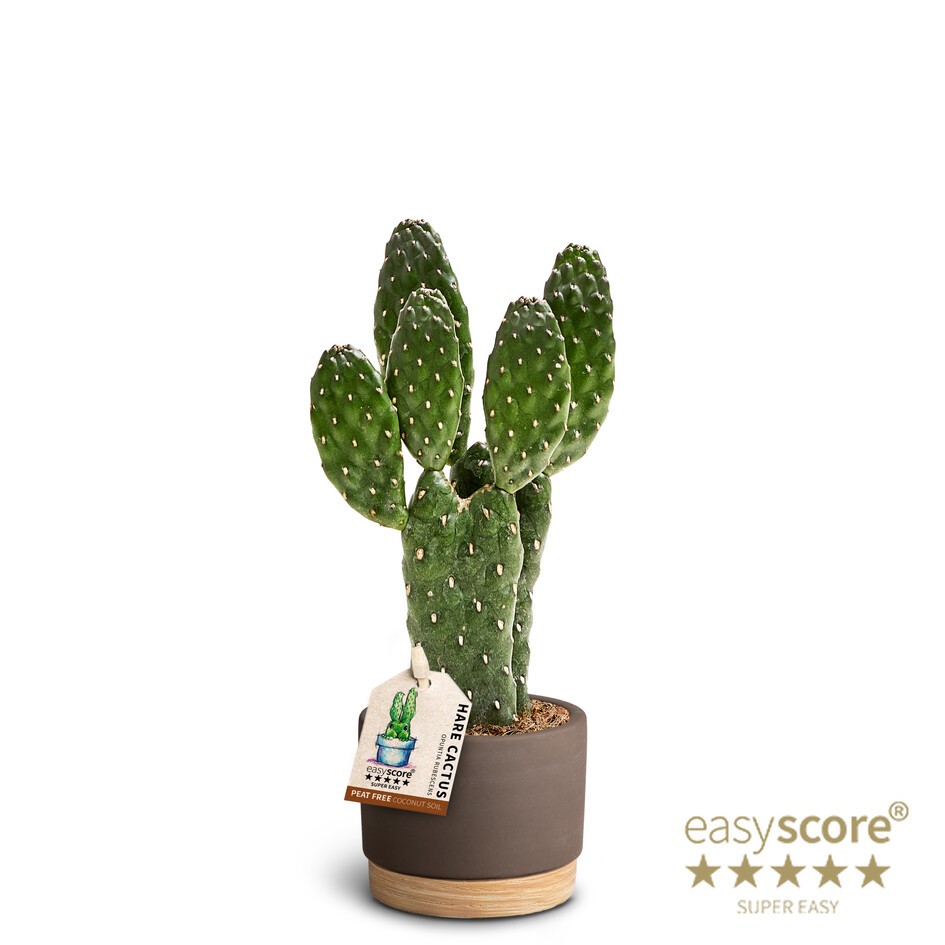 Woodbase Mocca, Opuntia Rubescens, D 7