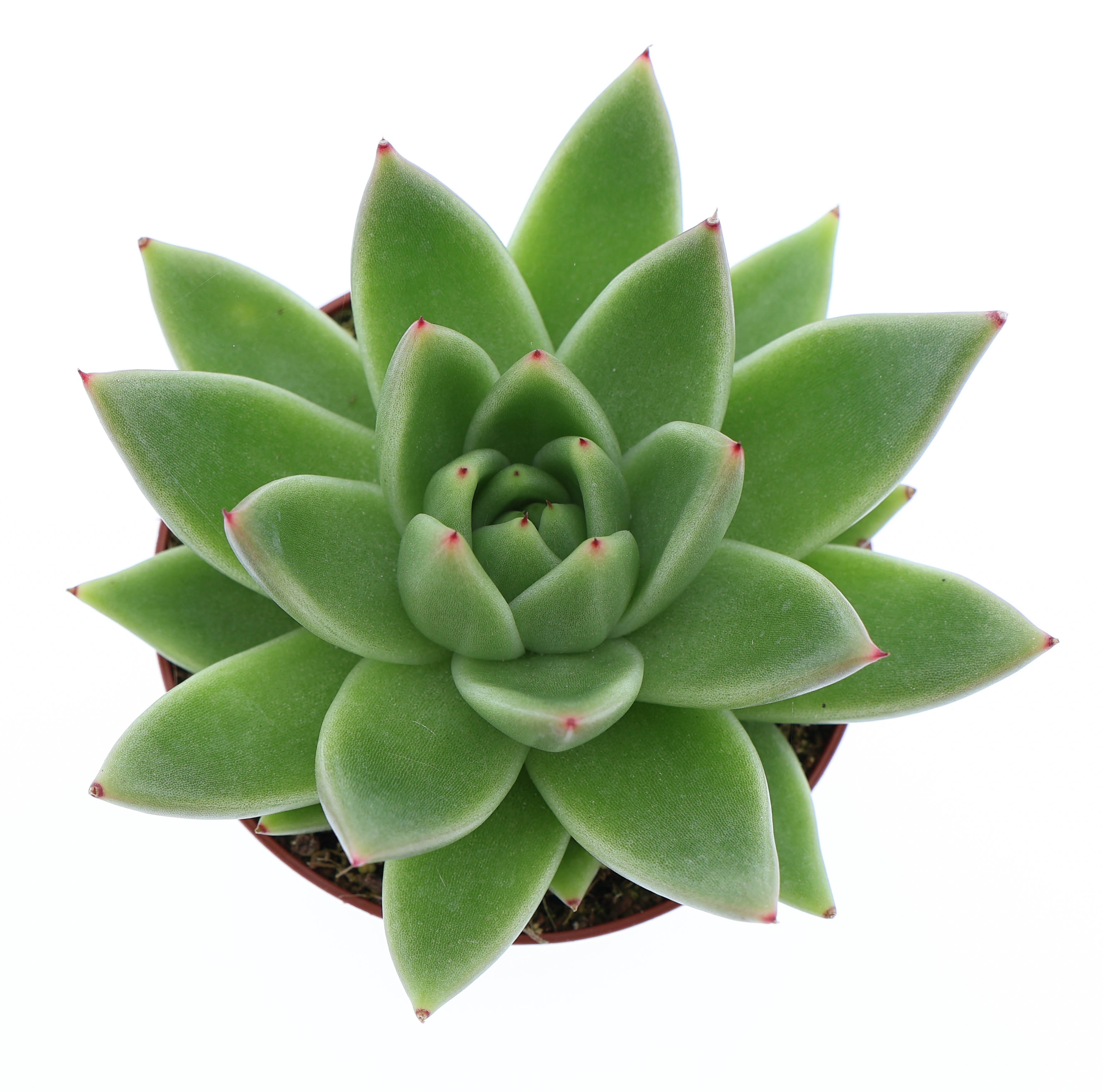 Echeveria miranda, D 8,5